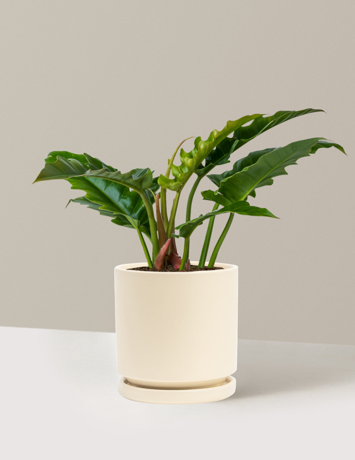 Philodendron 'Jungle Boogie'