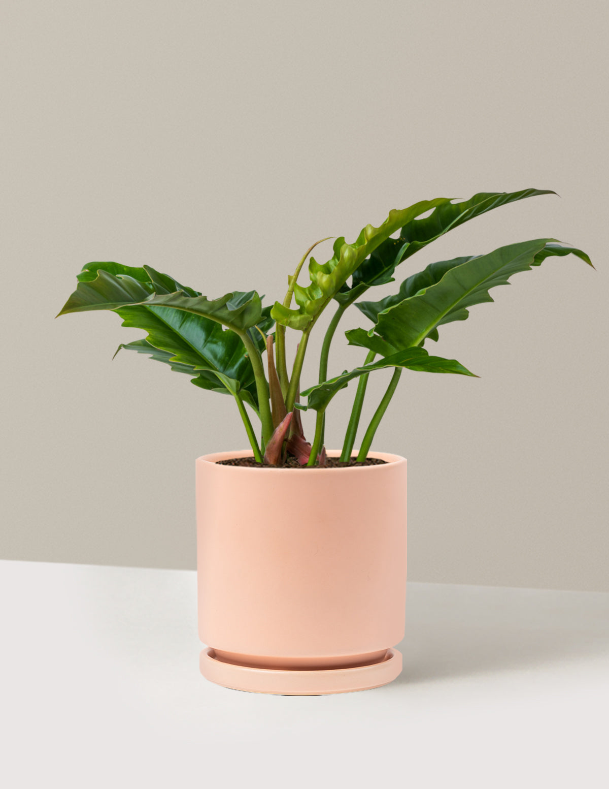 Philodendron 'Jungle Boogie'