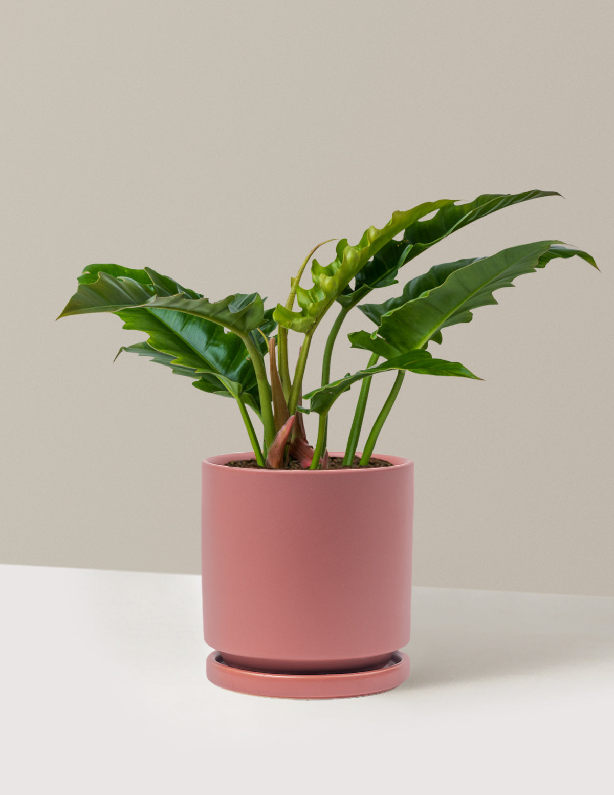 Philodendron 'Jungle Boogie'