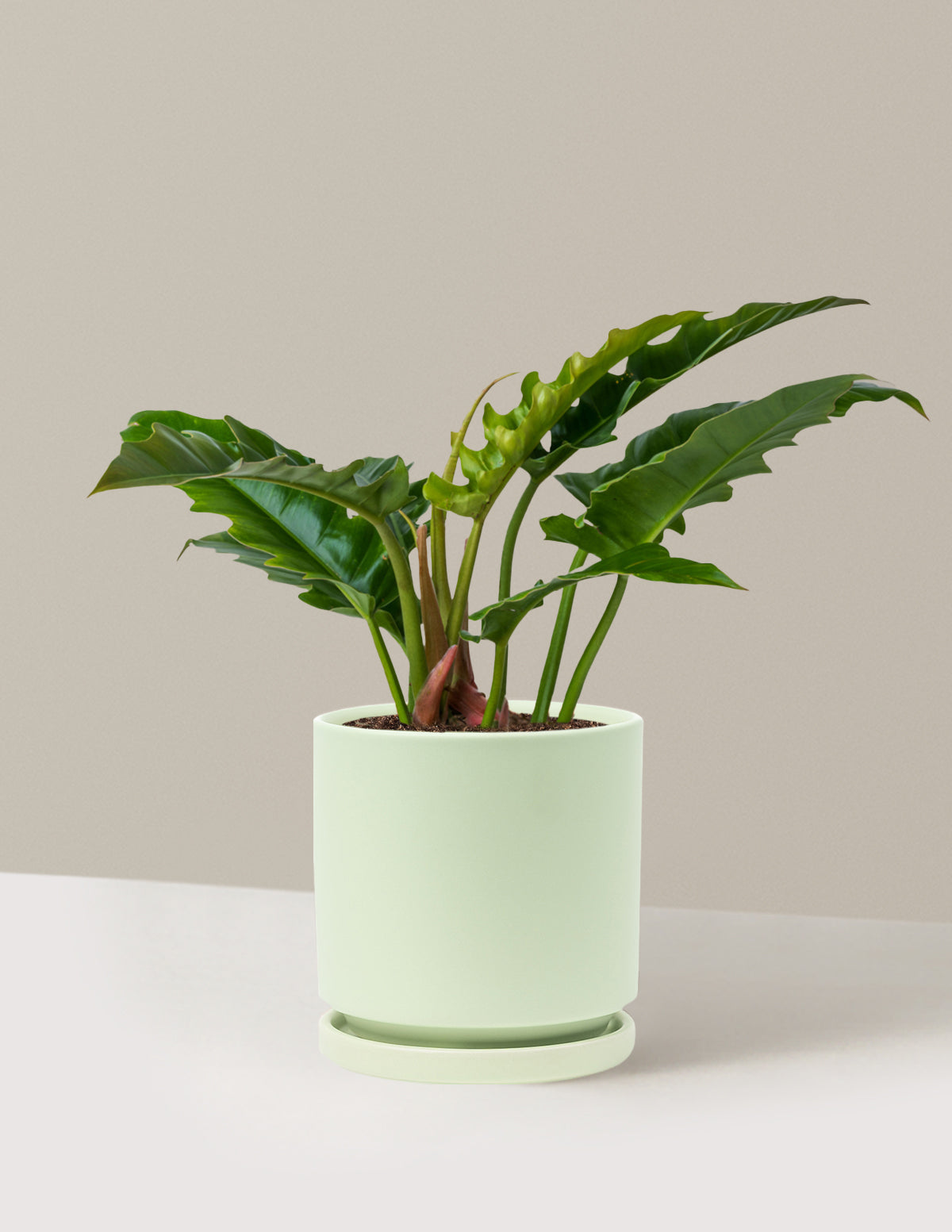 Philodendron 'Jungle Boogie'