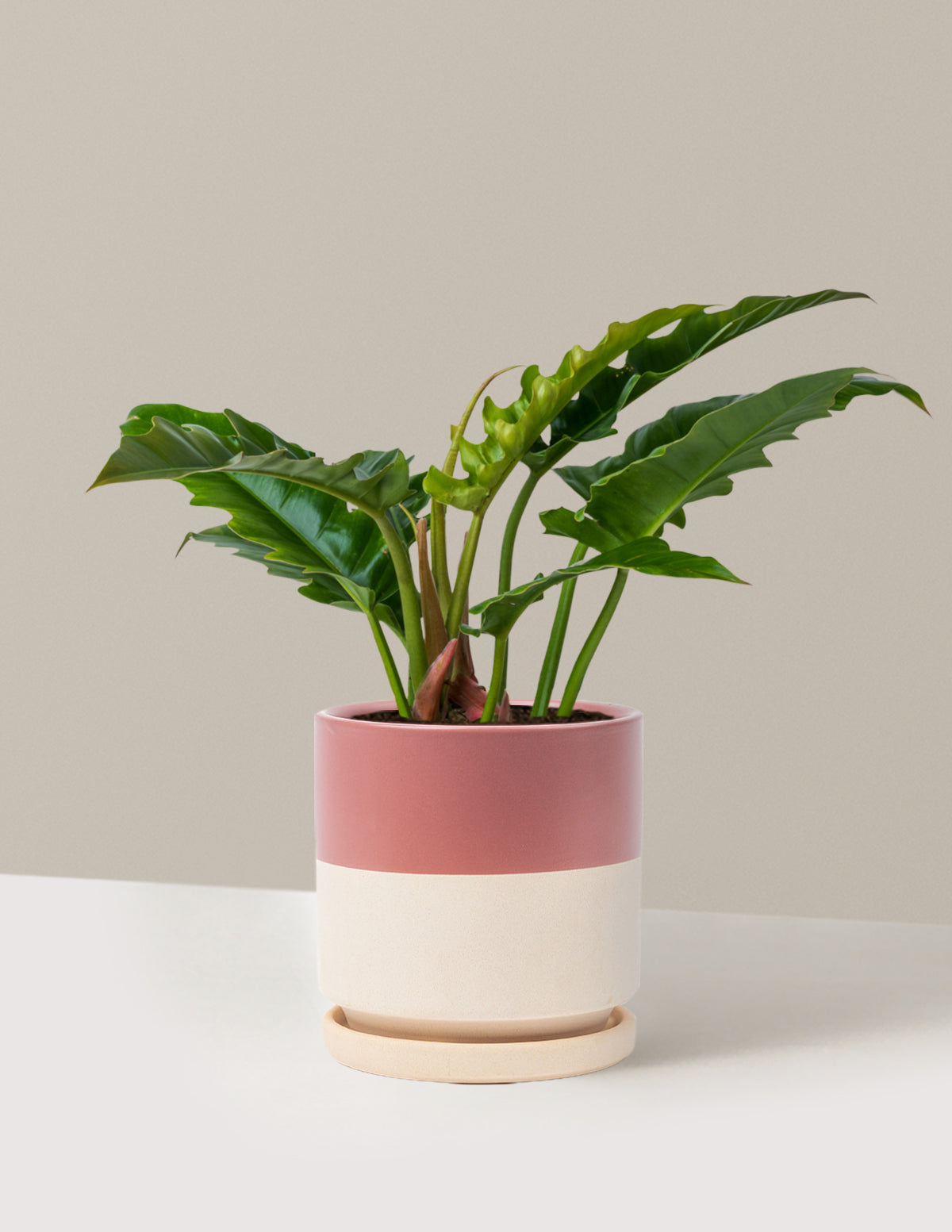 Philodendron 'Jungle Boogie'