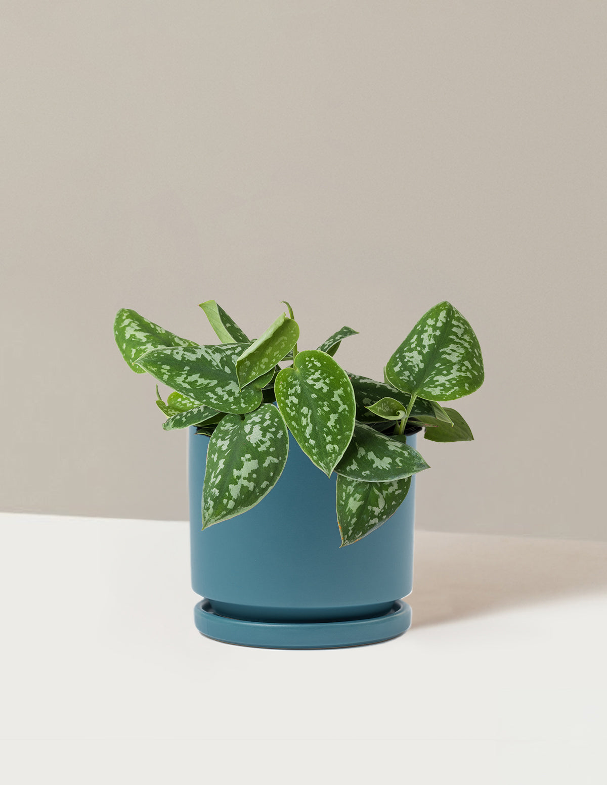 Philodendron Silver