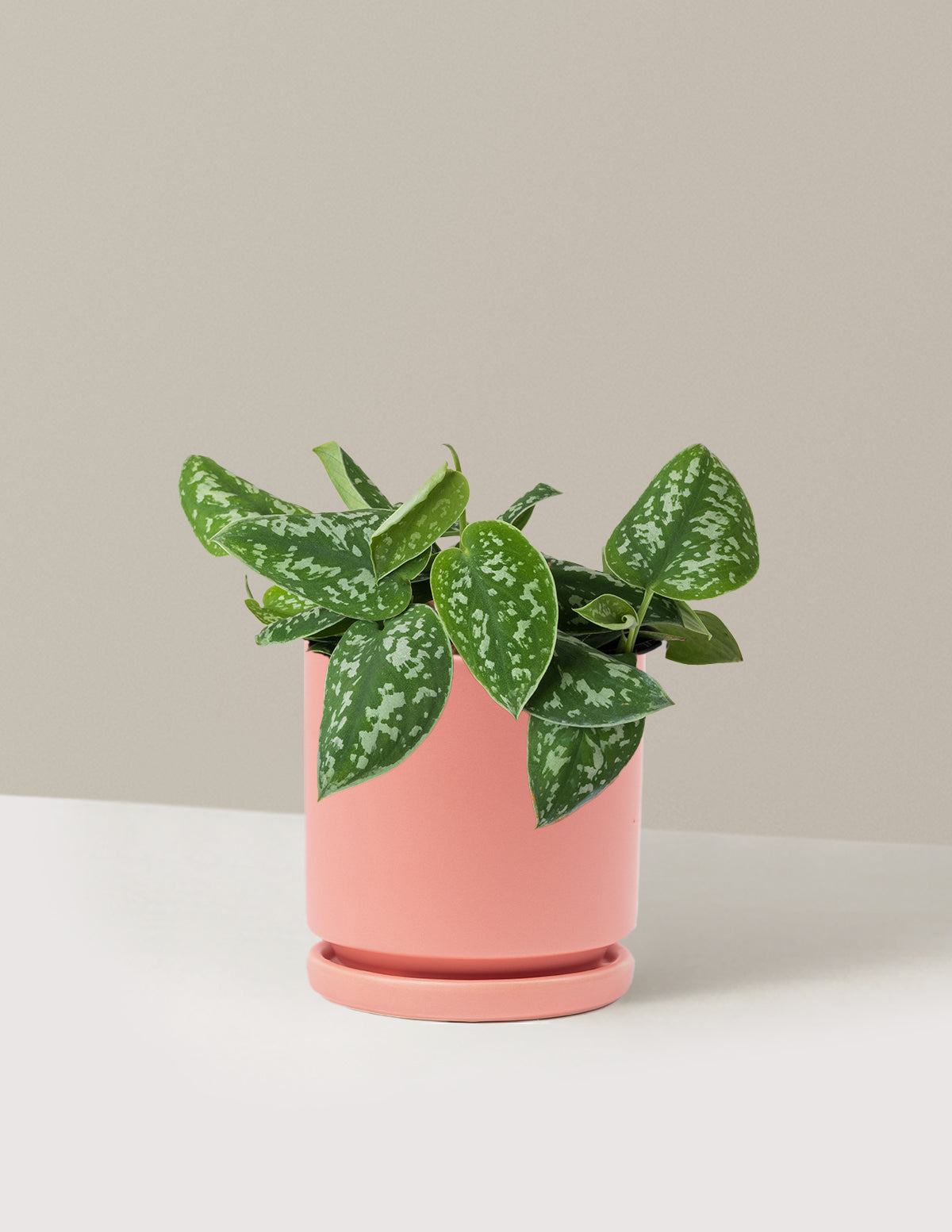 Philodendron Silver