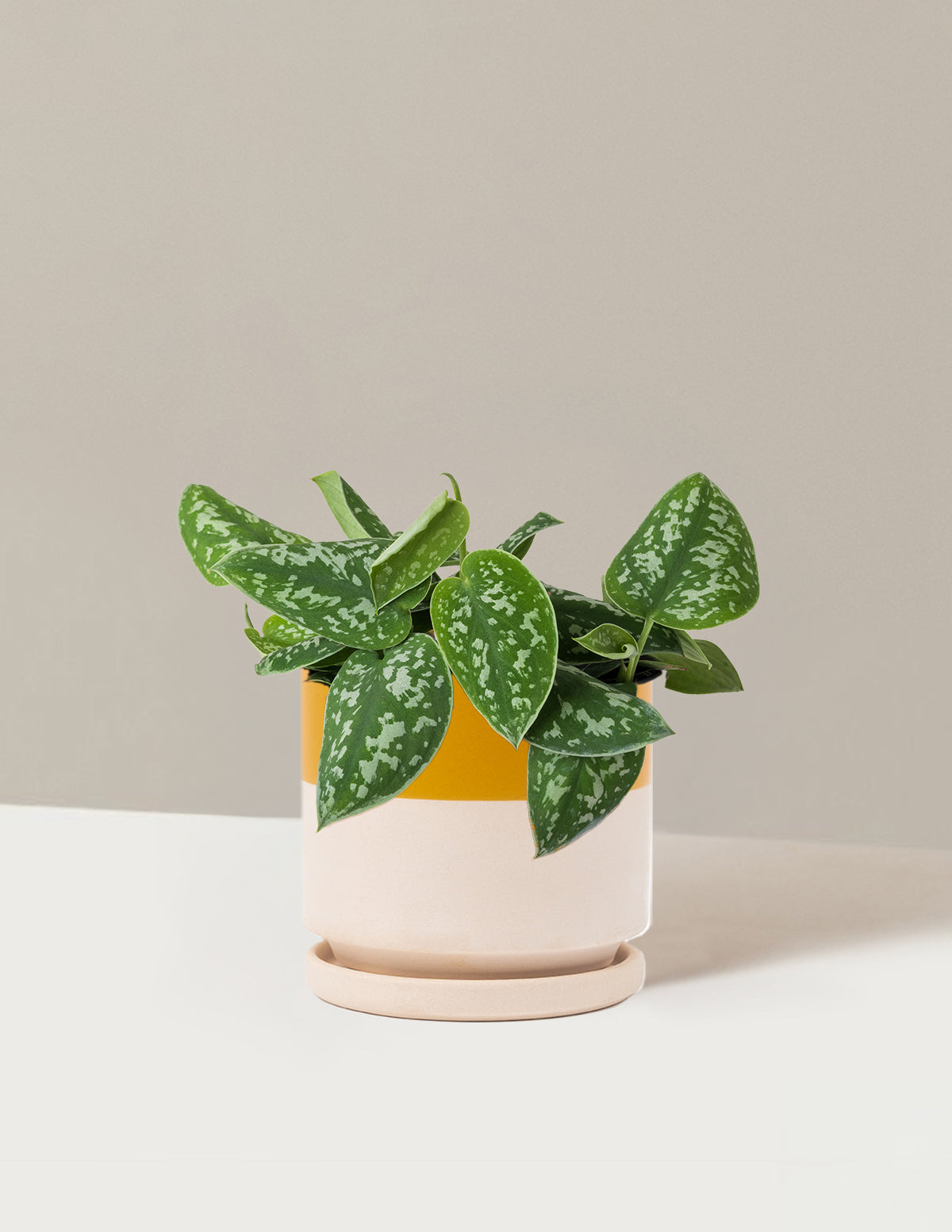 Philodendron Silver