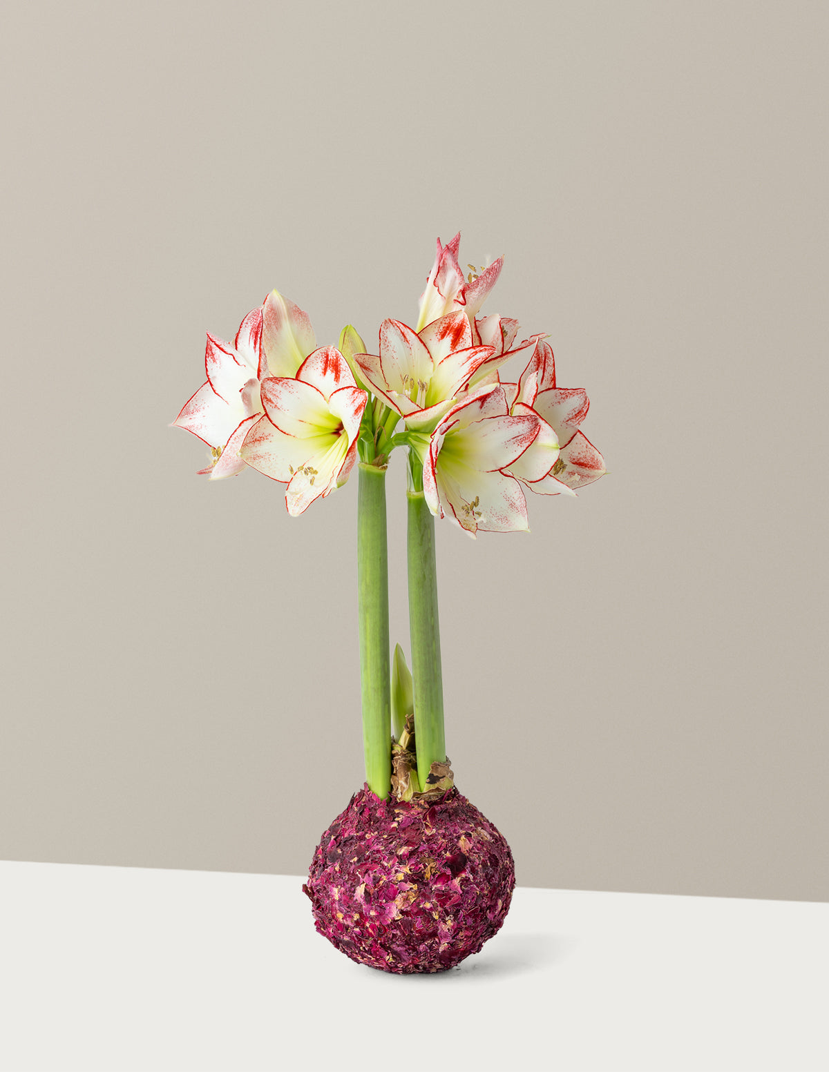 Mum Kaplı Amaryllis Soğanı