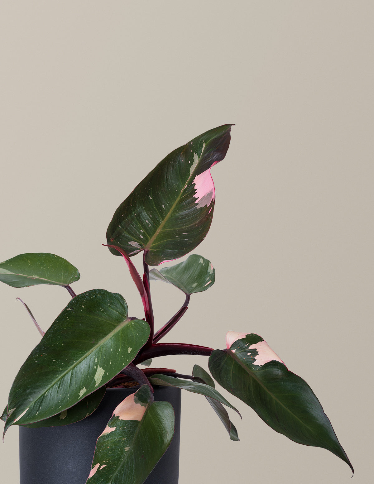 Fancy Philodendron Parti Paketi