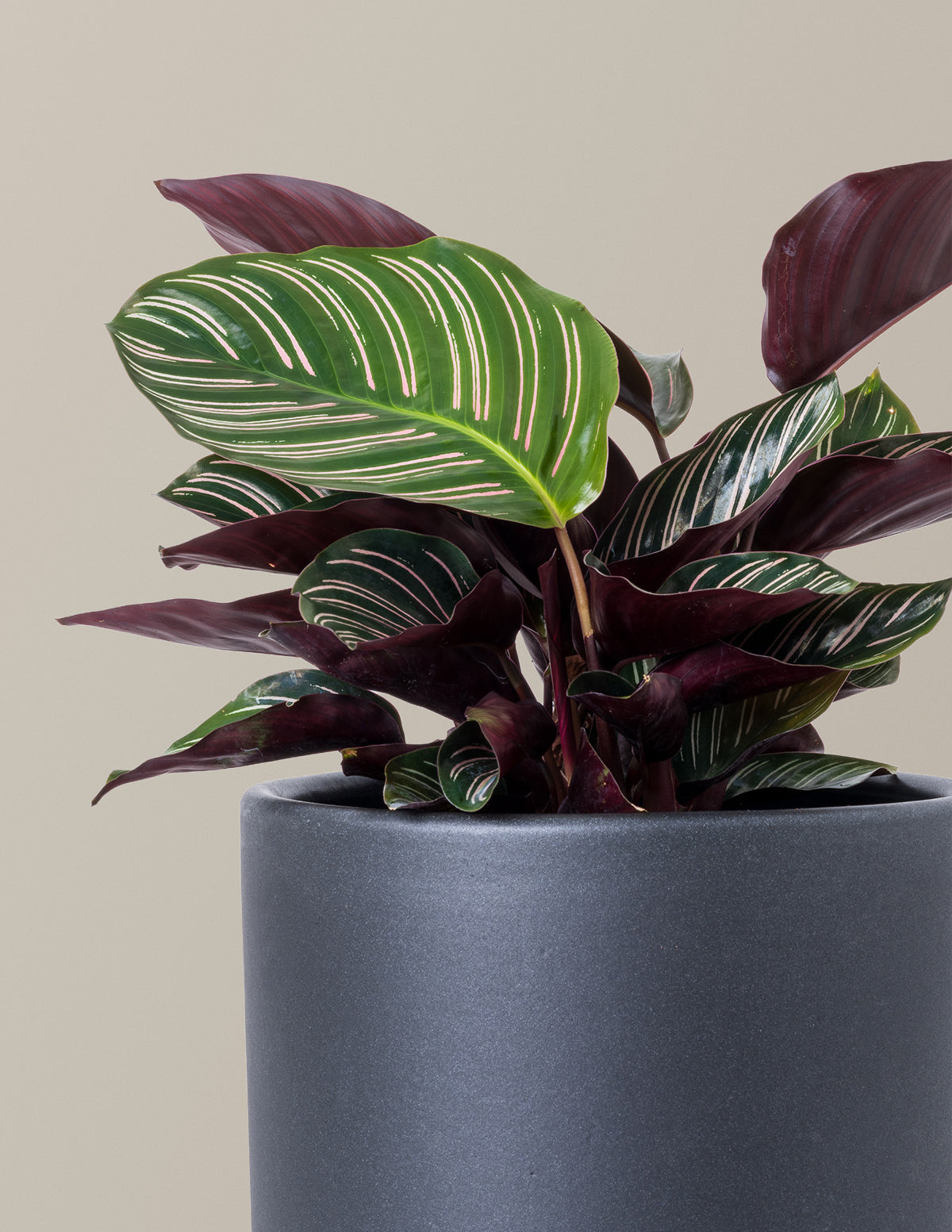 Calathea Pinstripe (Papatya Calathea)