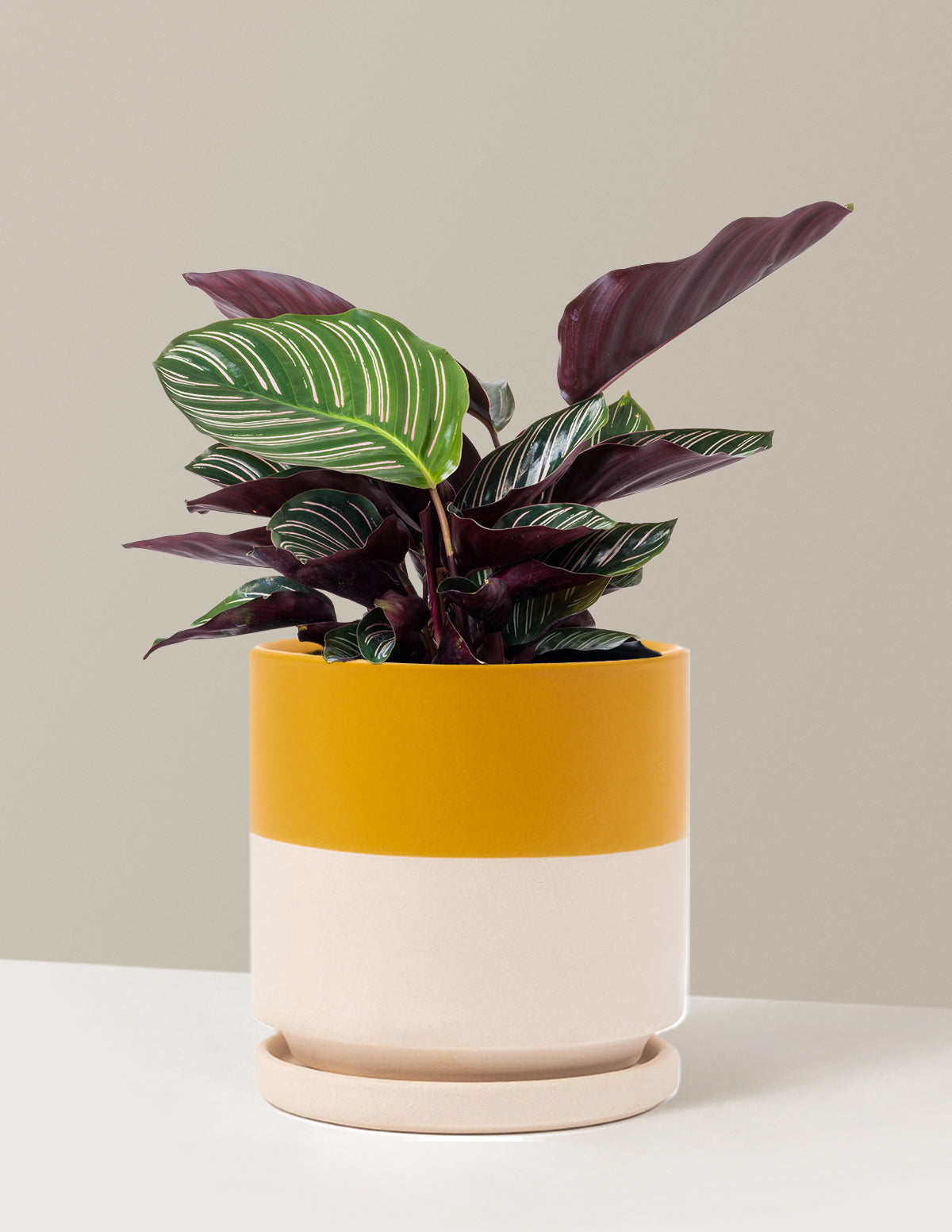 Calathea Pinstripe (Papatya Calathea)