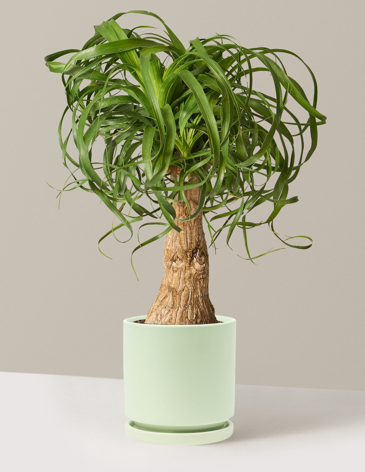 Ponytail Palm (Beaucarnea recurvata)