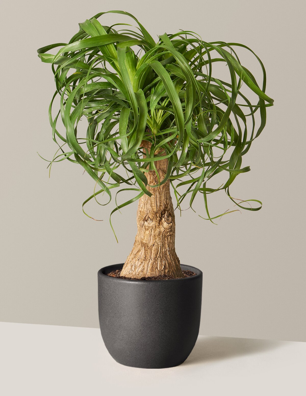 Ponytail Palm (Beaucarnea recurvata)