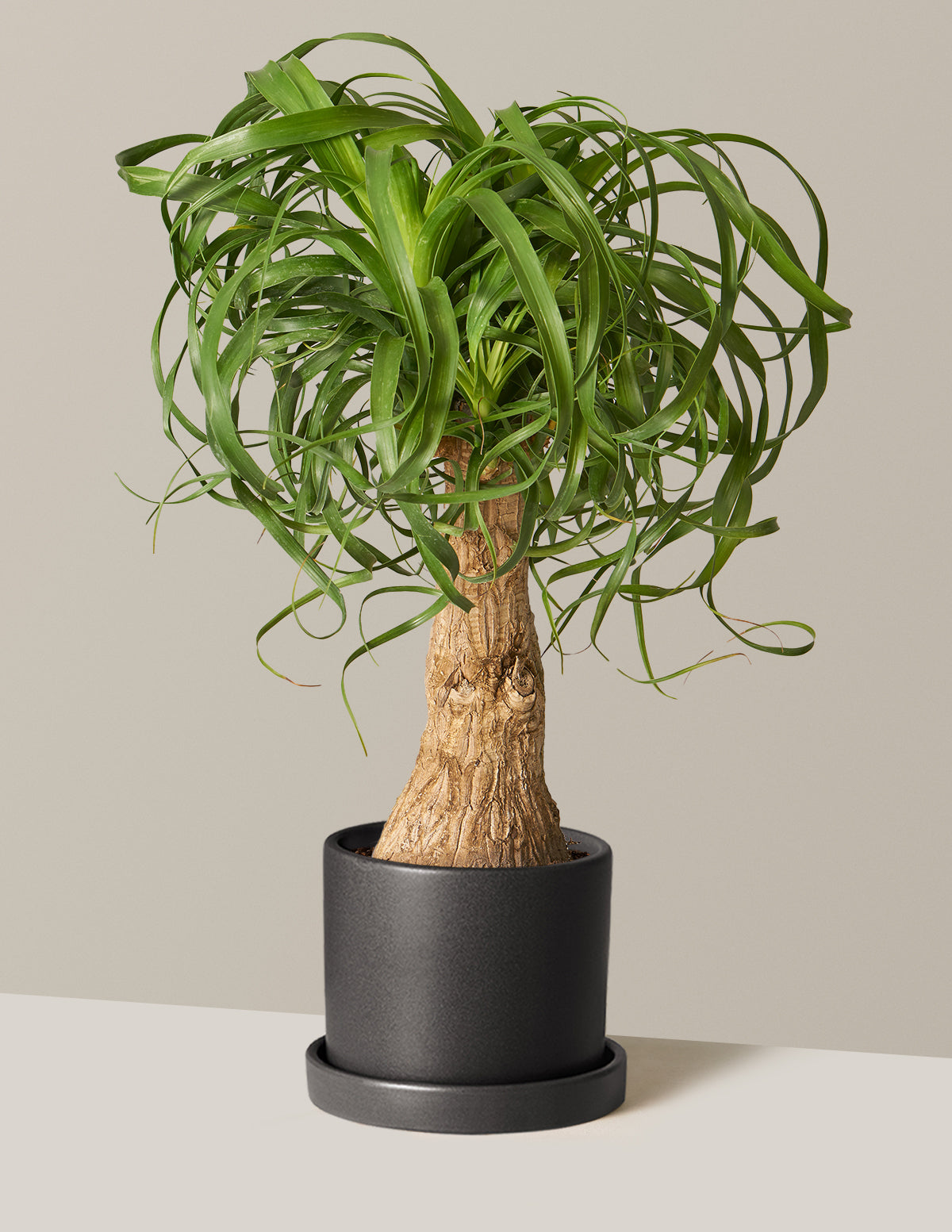 Ponytail Palm (Beaucarnea recurvata)