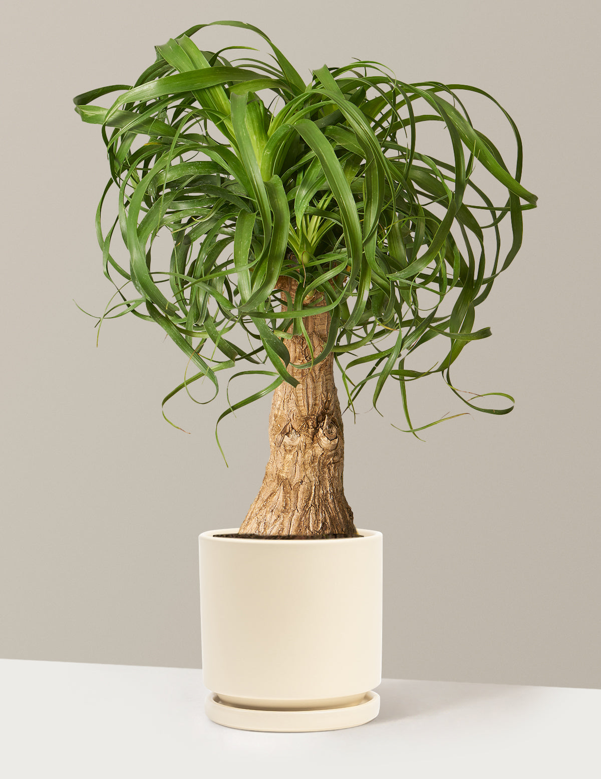 Ponytail Palm (Beaucarnea recurvata)
