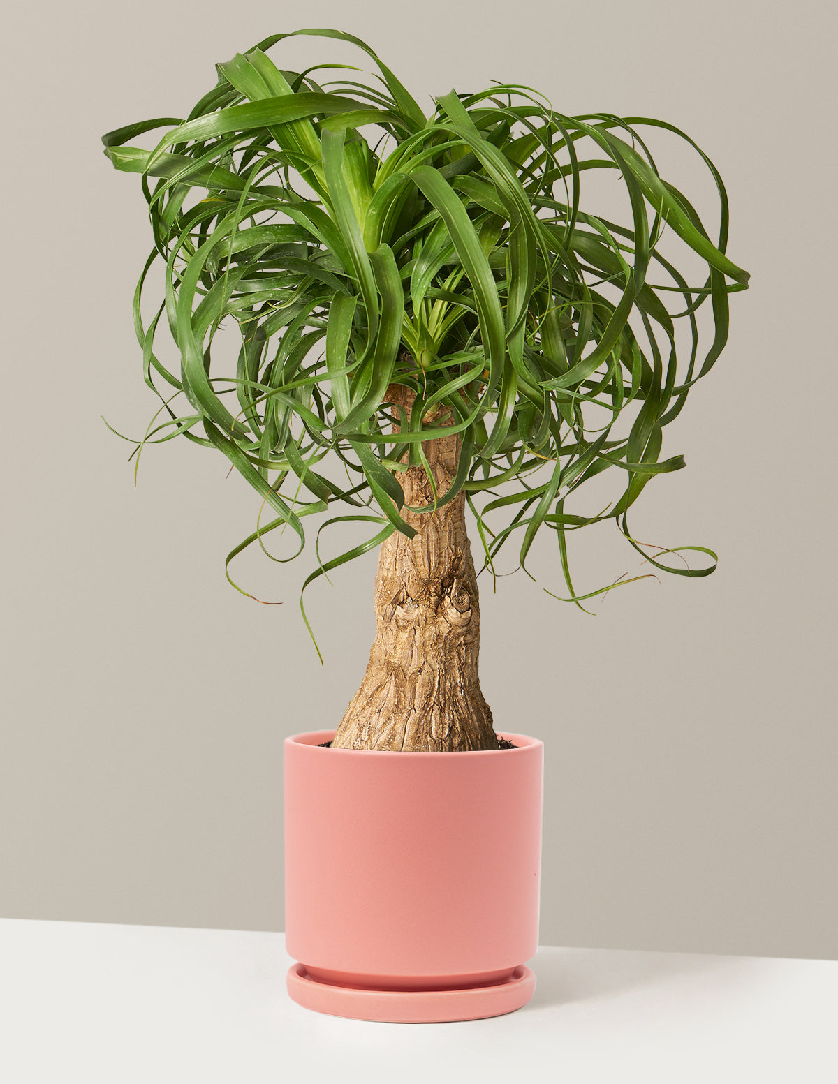 Ponytail Palm (Beaucarnea recurvata)
