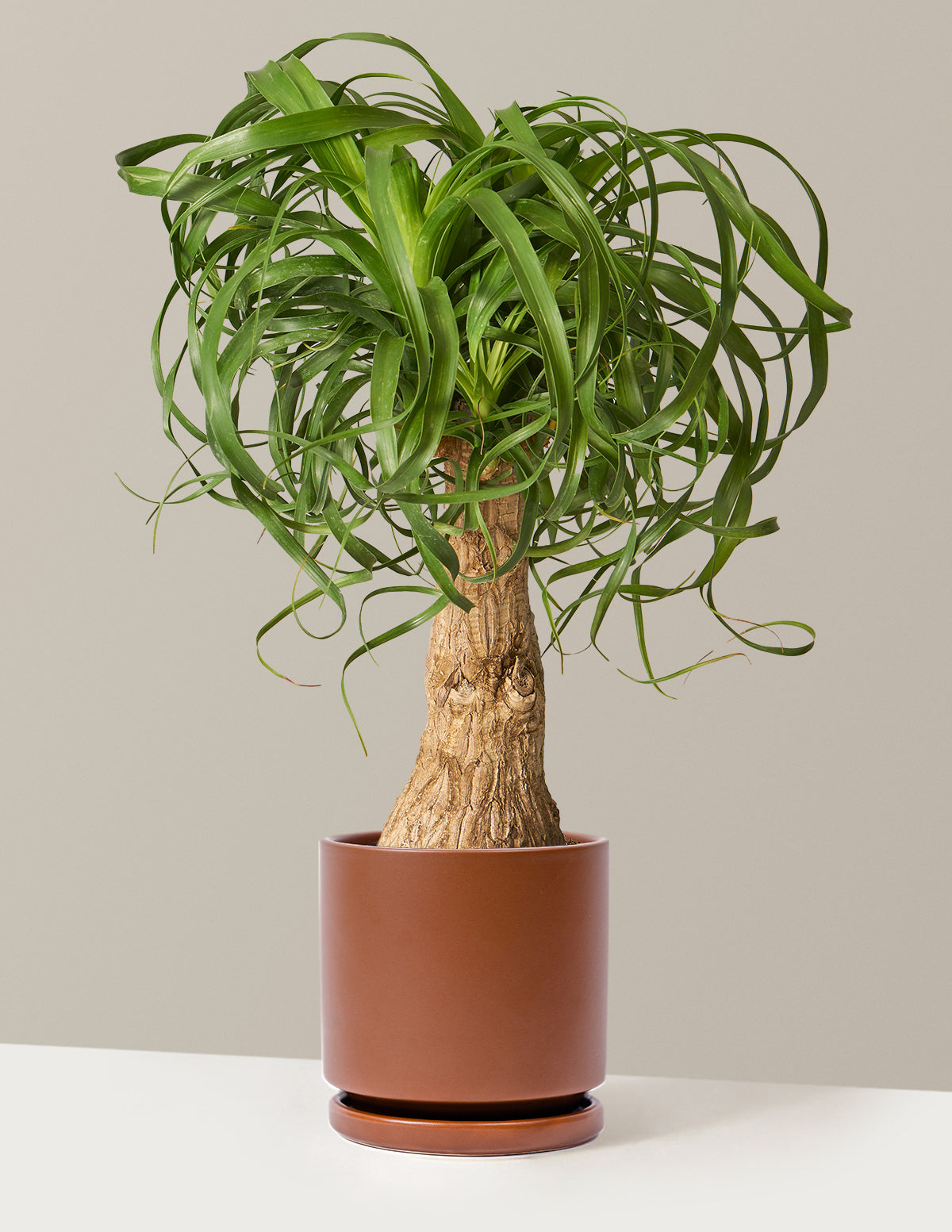 Ponytail Palm (Beaucarnea recurvata)