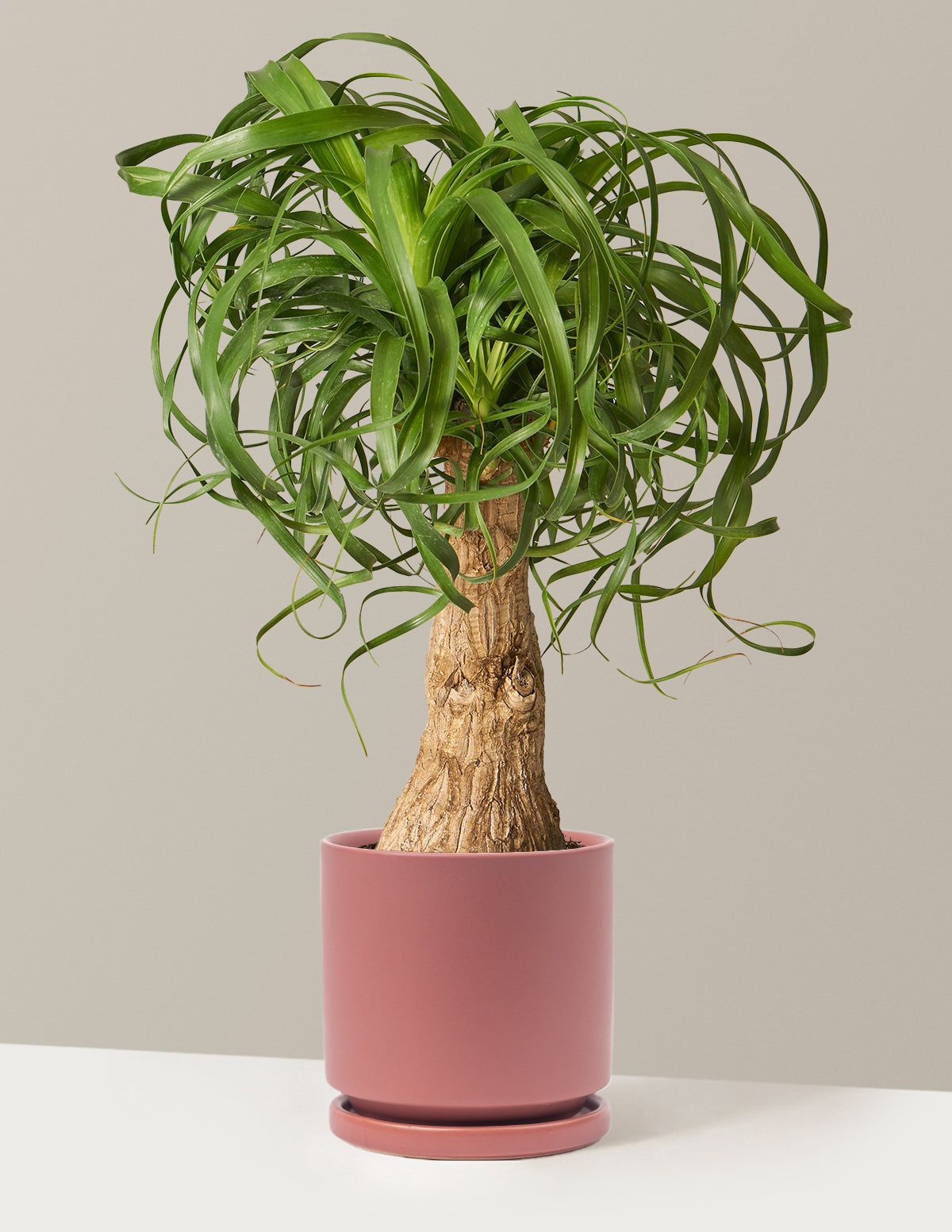 Ponytail Palm (Beaucarnea recurvata)