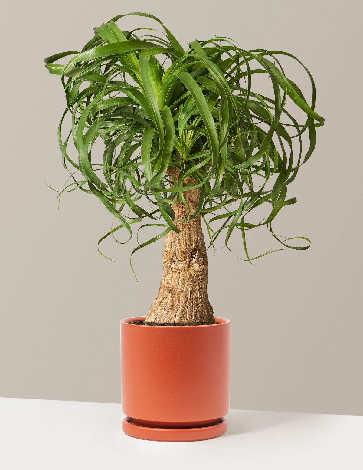 Ponytail Palm (Beaucarnea recurvata)