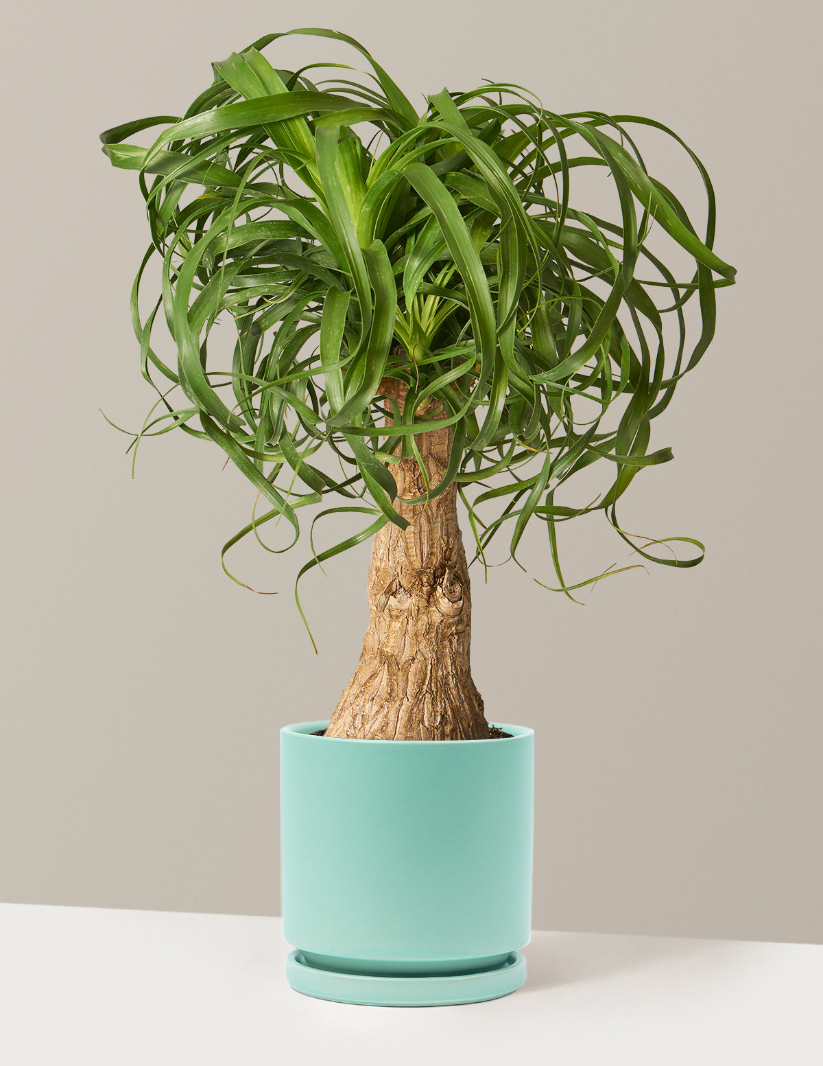 Ponytail Palm (Beaucarnea recurvata)