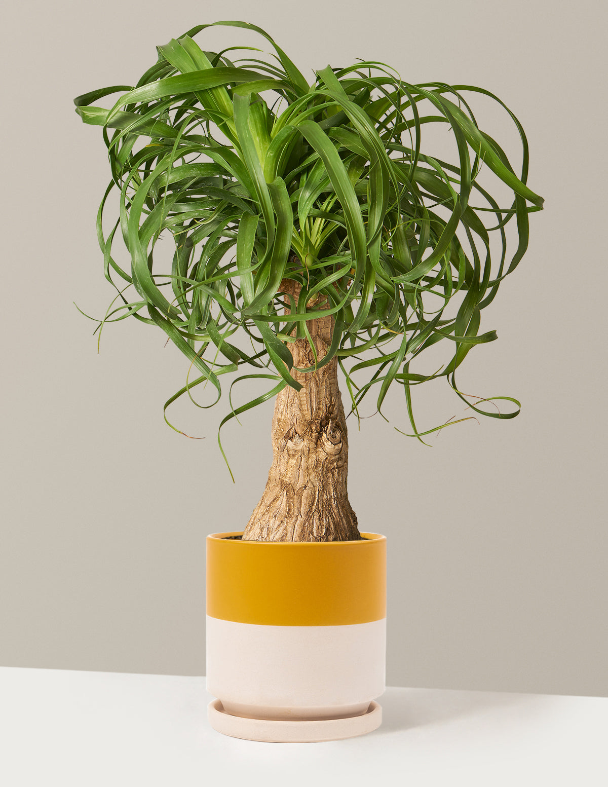 Ponytail Palm (Beaucarnea recurvata)