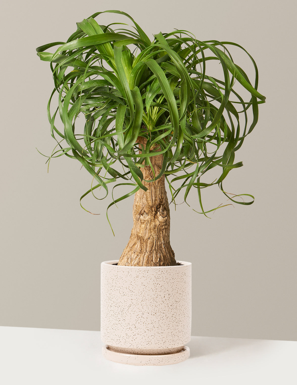 Ponytail Palm (Beaucarnea recurvata)