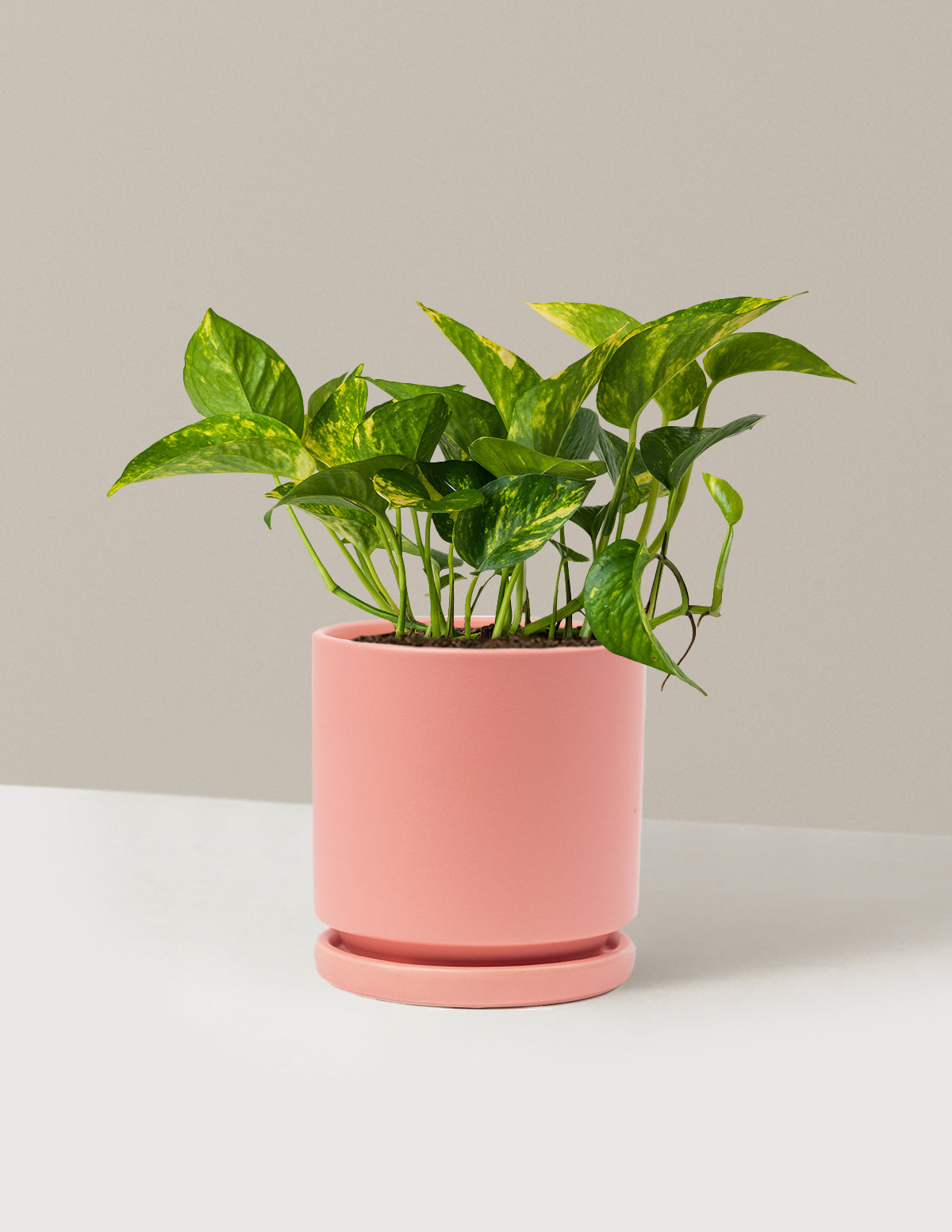 Golden Pothos