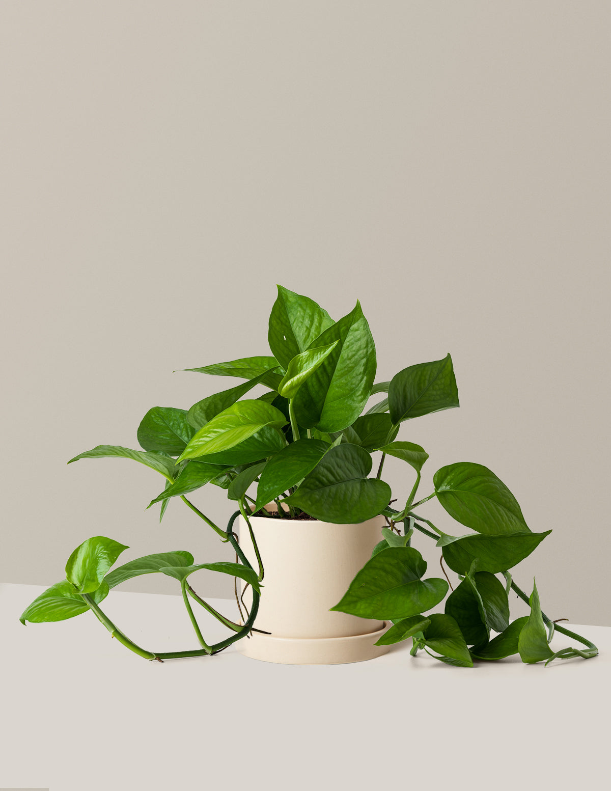Jade Pothos