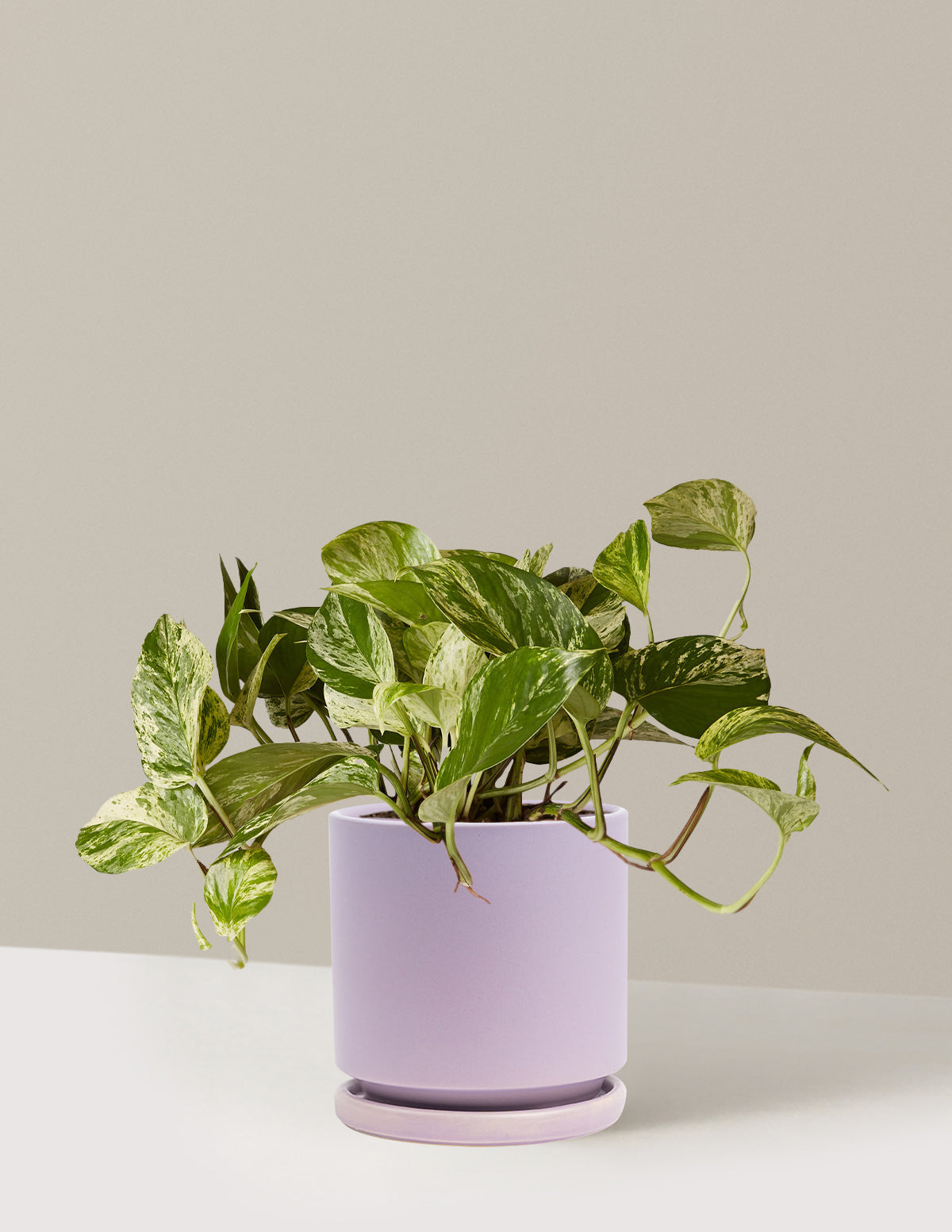 Pothos Marble Queen