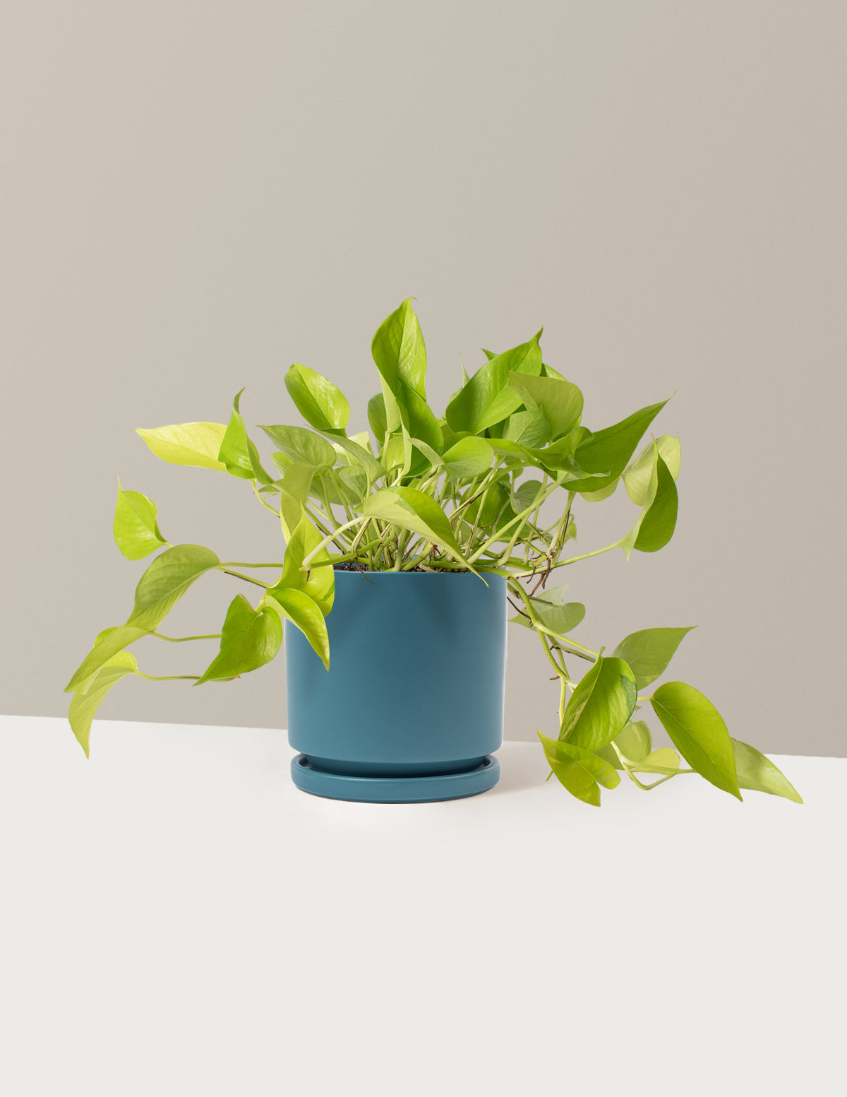 Neon Pothos