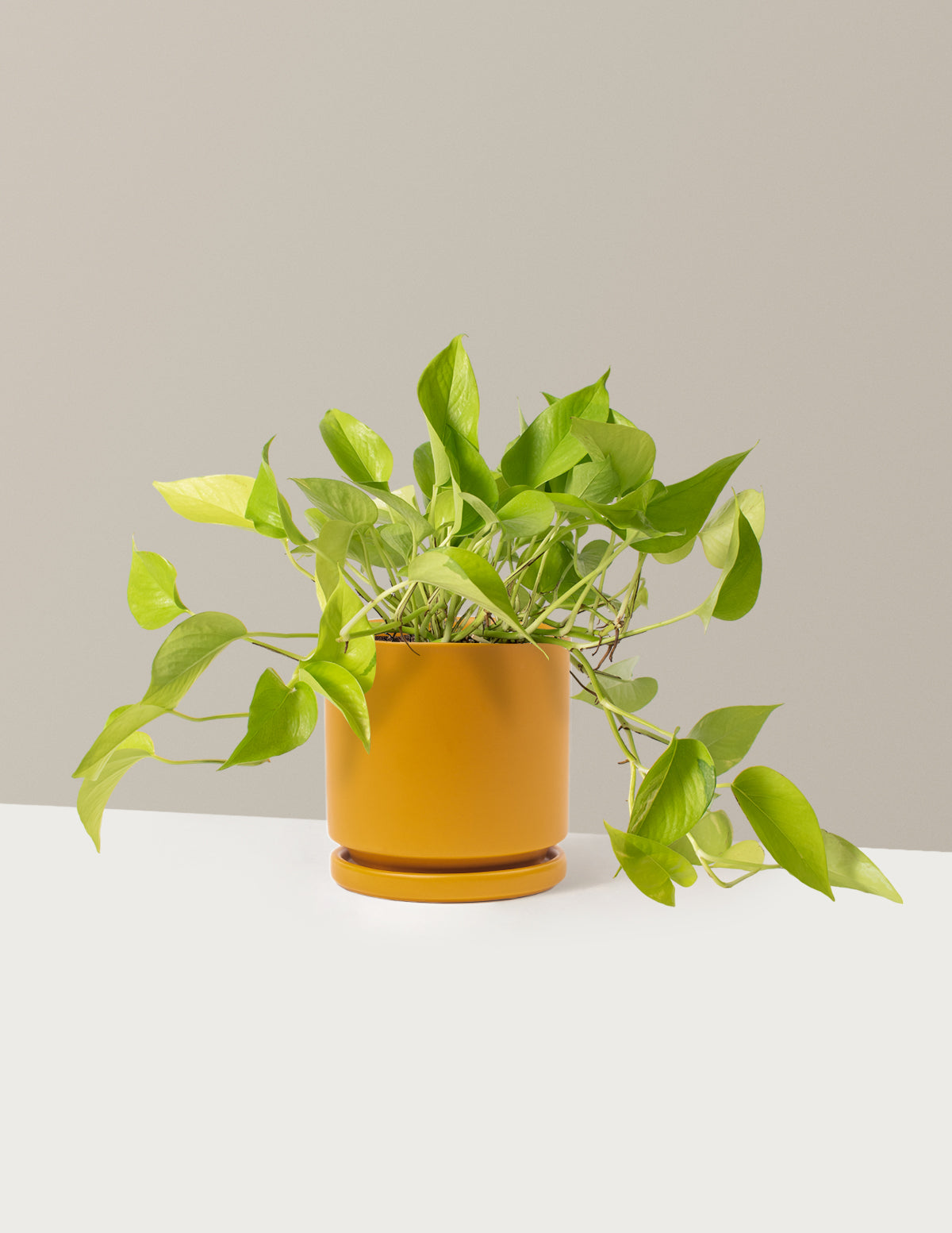 Neon Pothos