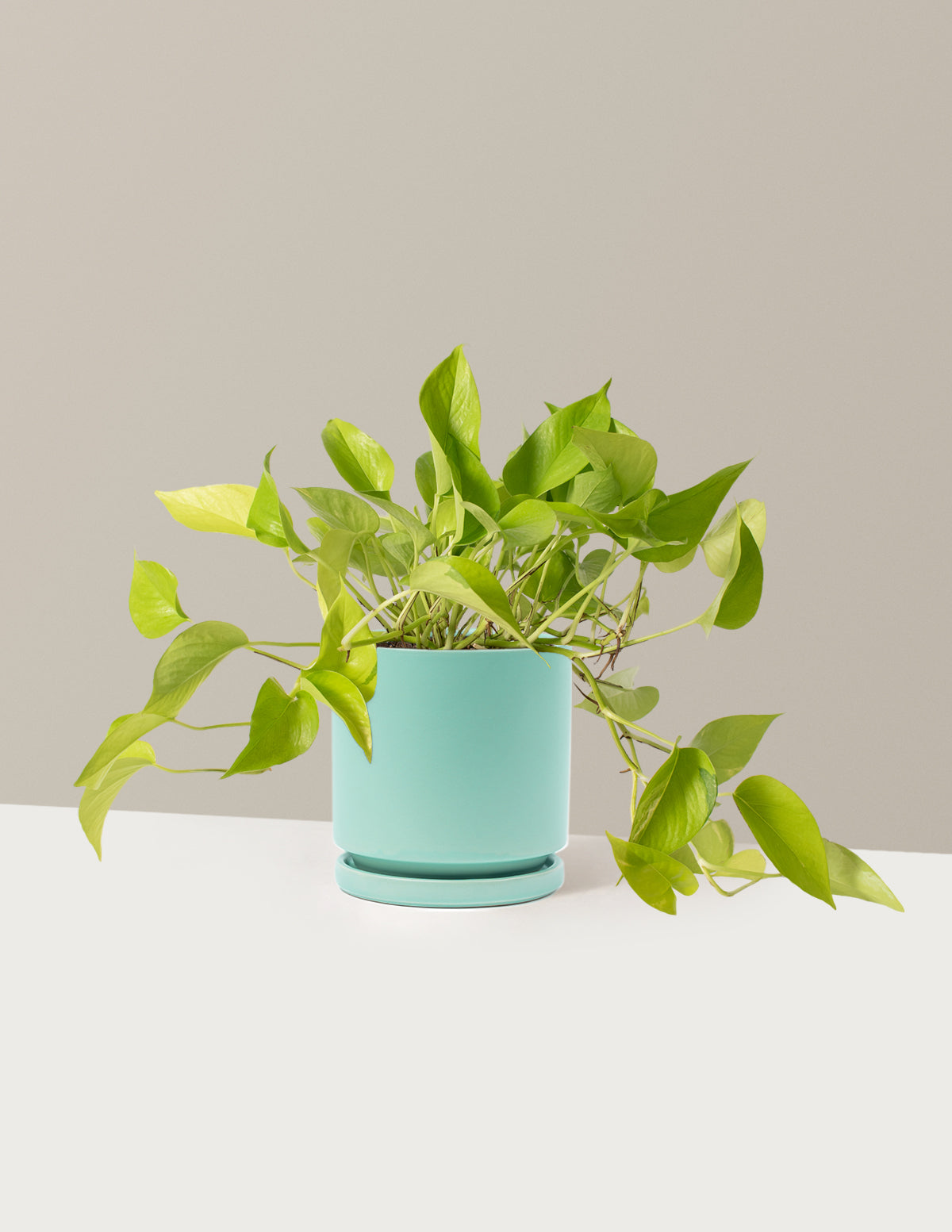 Neon Pothos