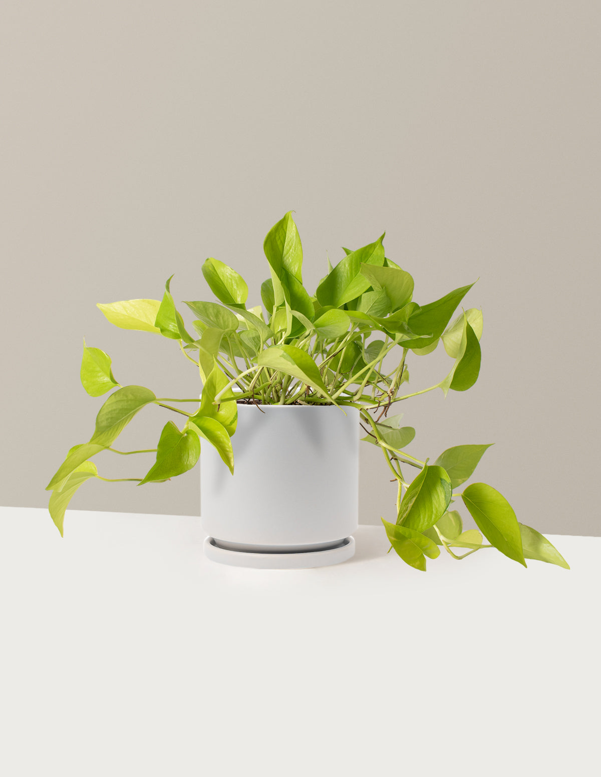 Neon Pothos