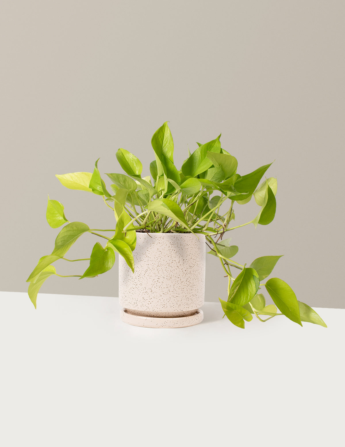 Neon Pothos