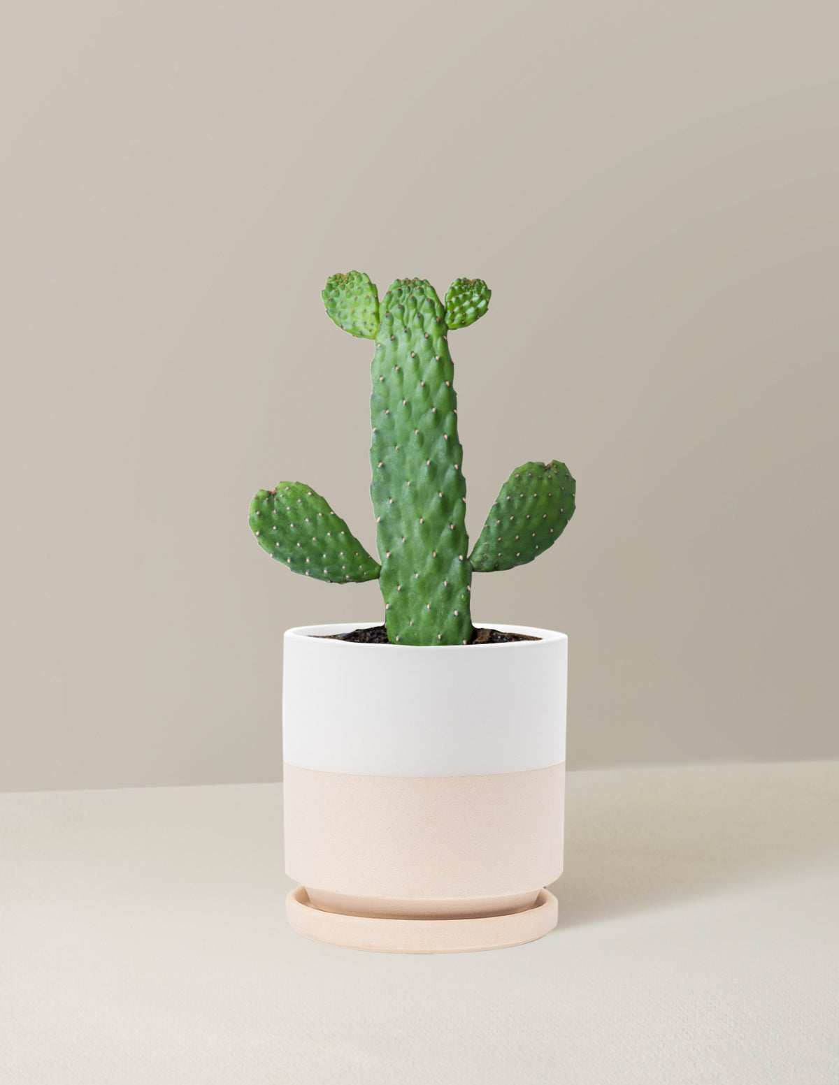 Opuntia monacantha 'Joseph's Coat' - Dikenli İncir Kaktüsü