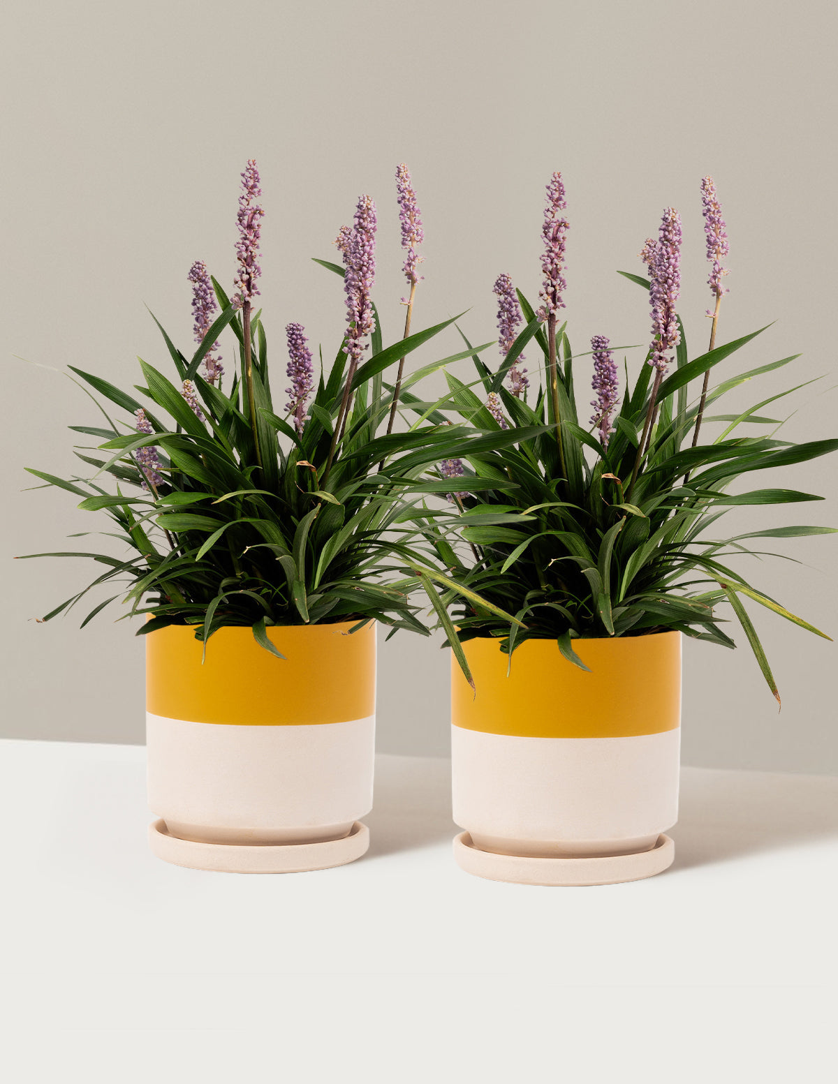 Purple Explosion™ Lilyturf (Liriope)