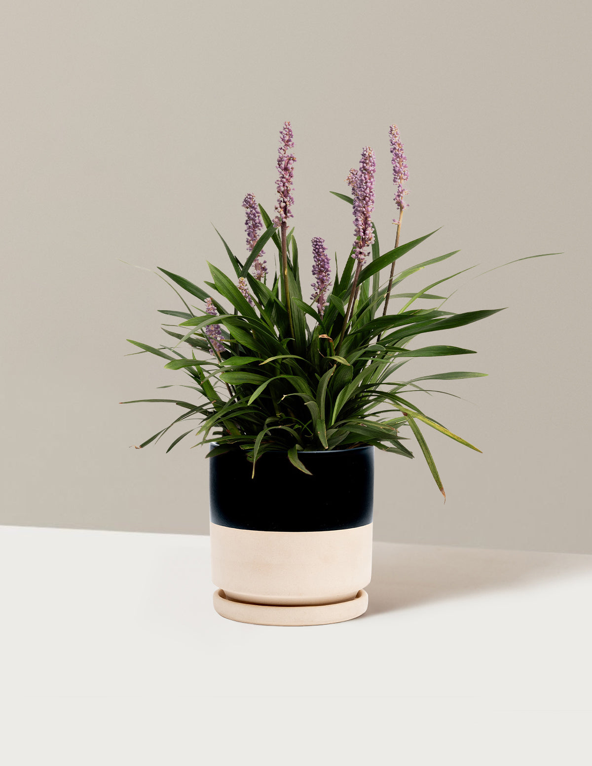 Purple Explosion™ Lilyturf (Liriope)