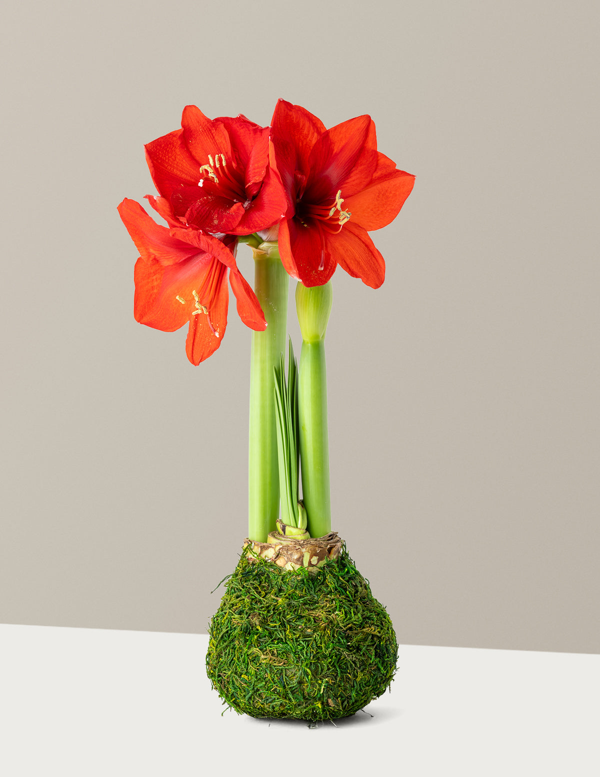 Mum Kaplı Amaryllis Soğanı
