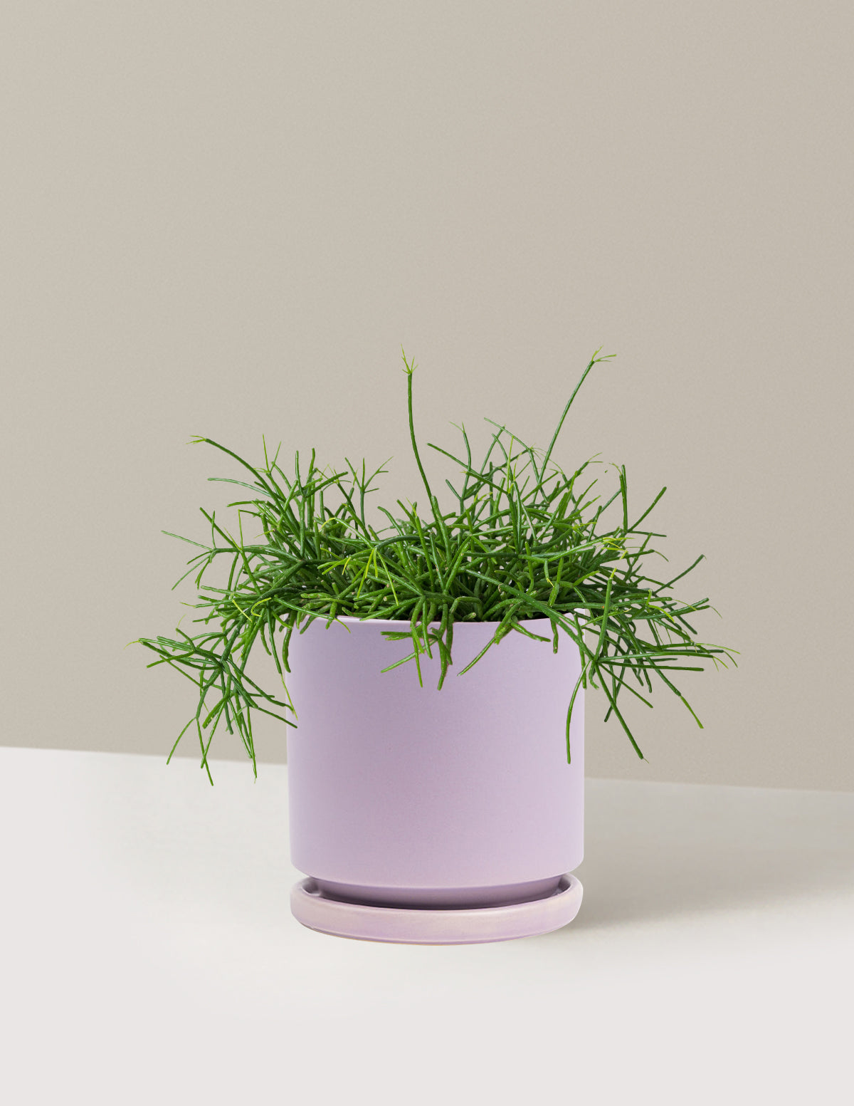 Mistletoe Cactus (Rhipsalis baccifera)
