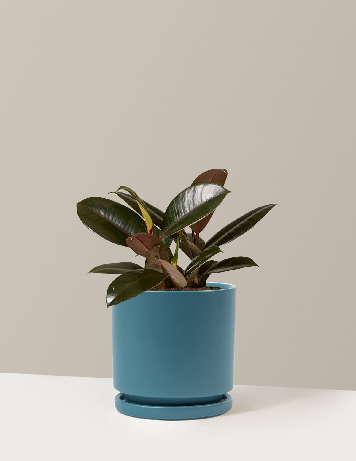 Ficus Burgundy Kauçuk Bitkisi