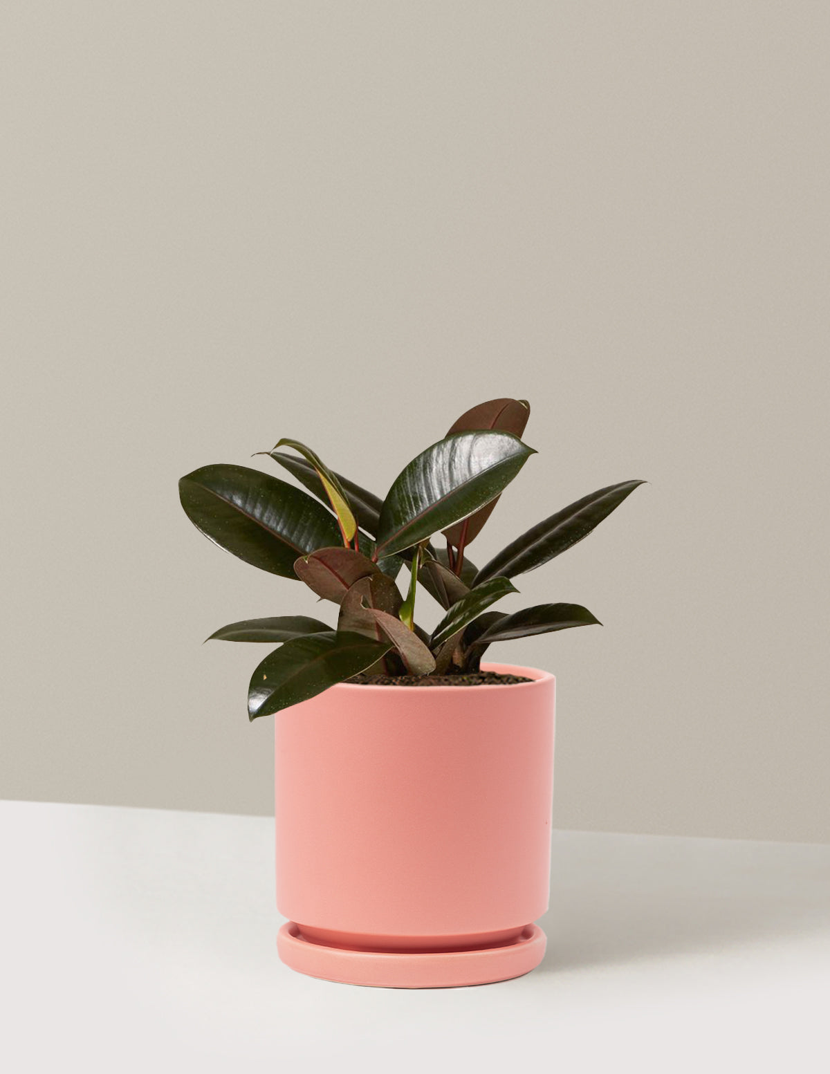 Ficus Burgundy Kauçuk Bitkisi