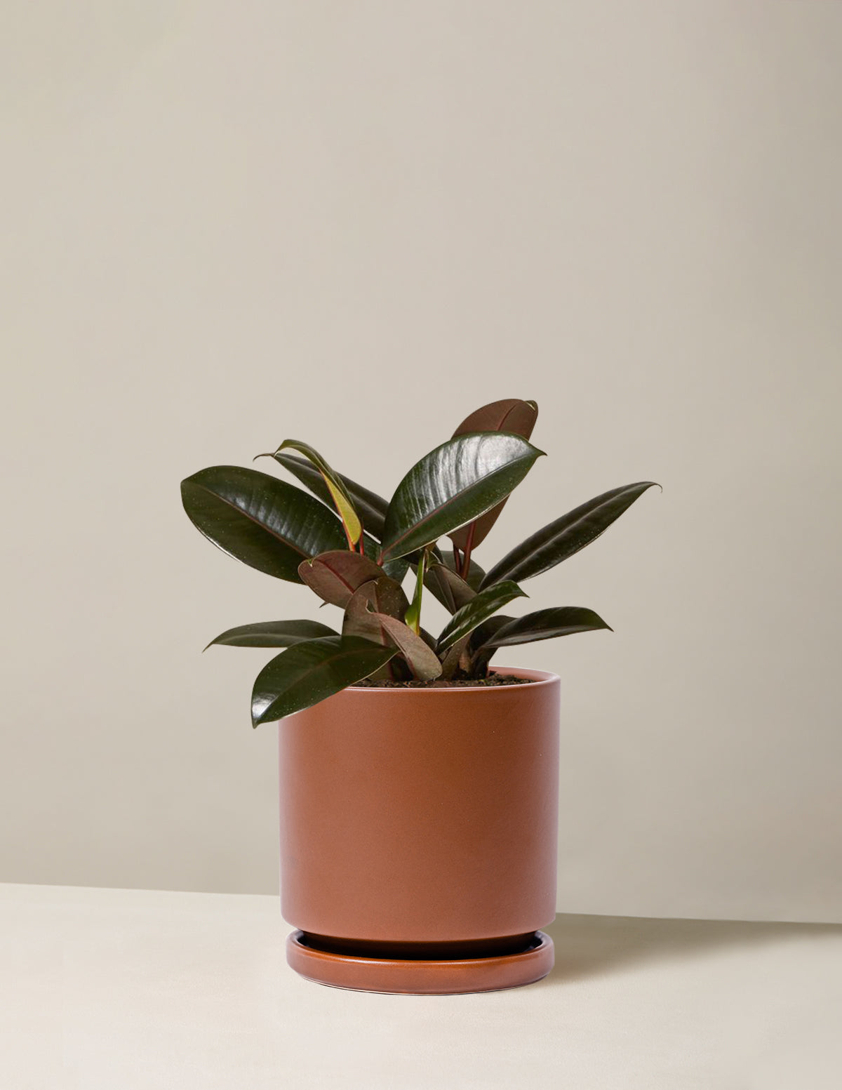 Ficus Burgundy Kauçuk Bitkisi