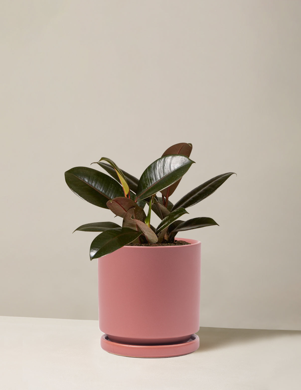 Ficus Burgundy Kauçuk Bitkisi