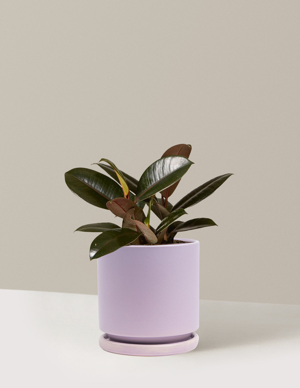 Ficus Burgundy Kauçuk Bitkisi