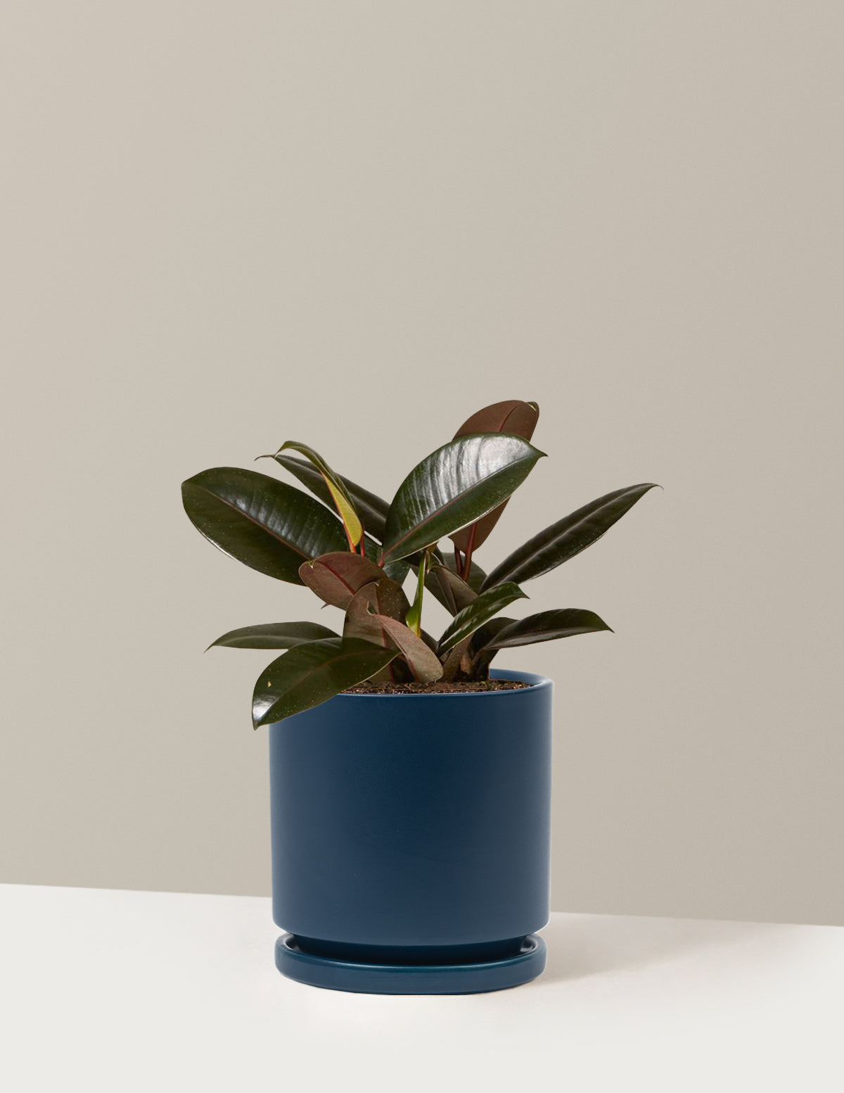 Ficus Burgundy Kauçuk Bitkisi