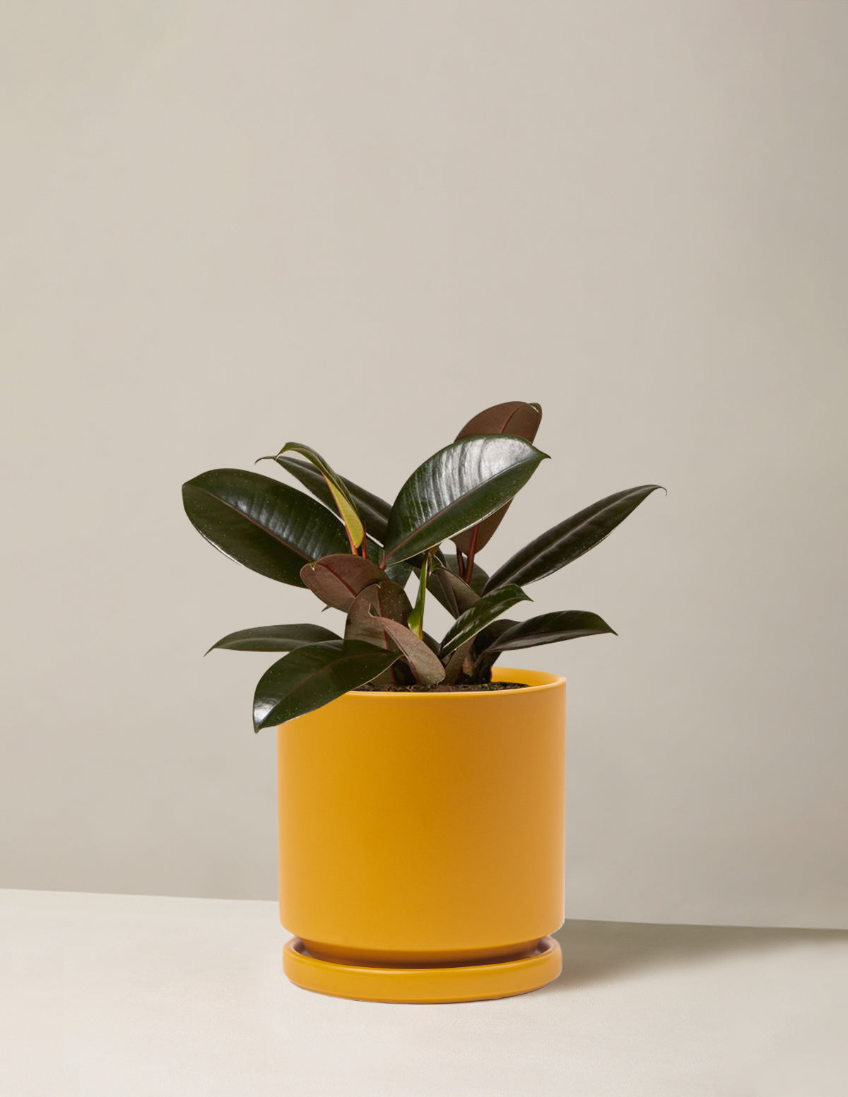 Ficus Burgundy Kauçuk Bitkisi