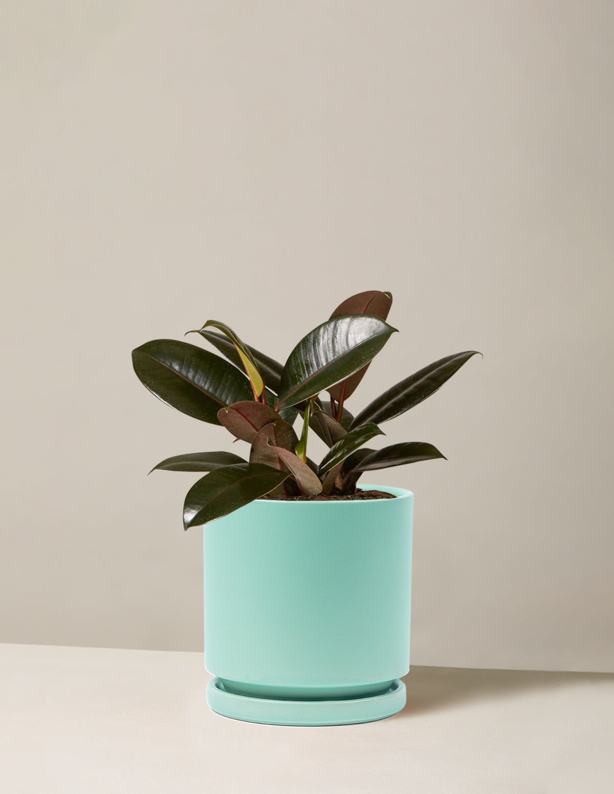 Ficus Burgundy Kauçuk Bitkisi