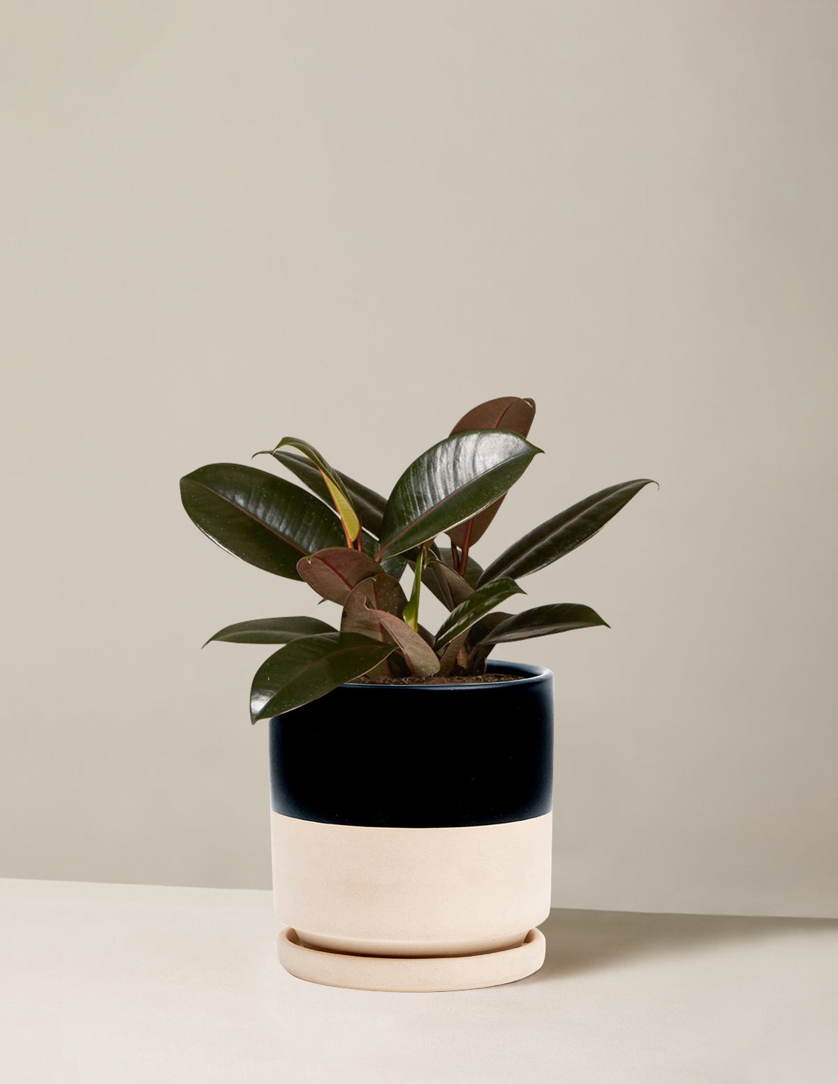 Ficus Burgundy Kauçuk Bitkisi