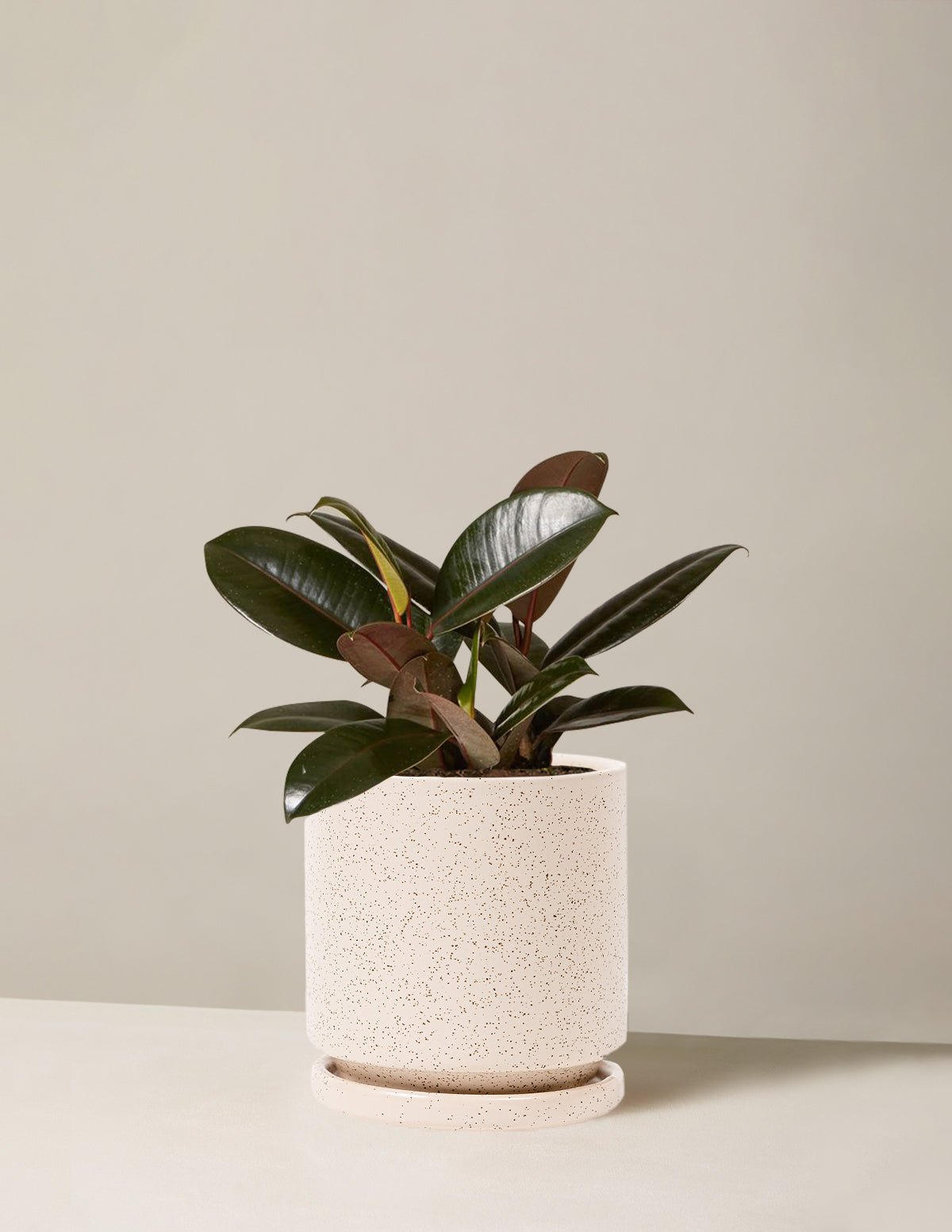 Ficus Burgundy Kauçuk Bitkisi