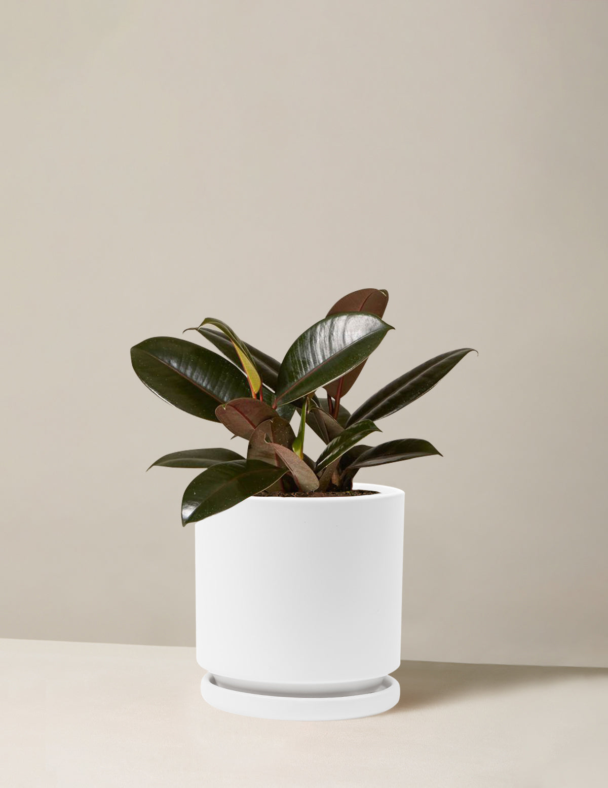 Ficus Burgundy Kauçuk Bitkisi