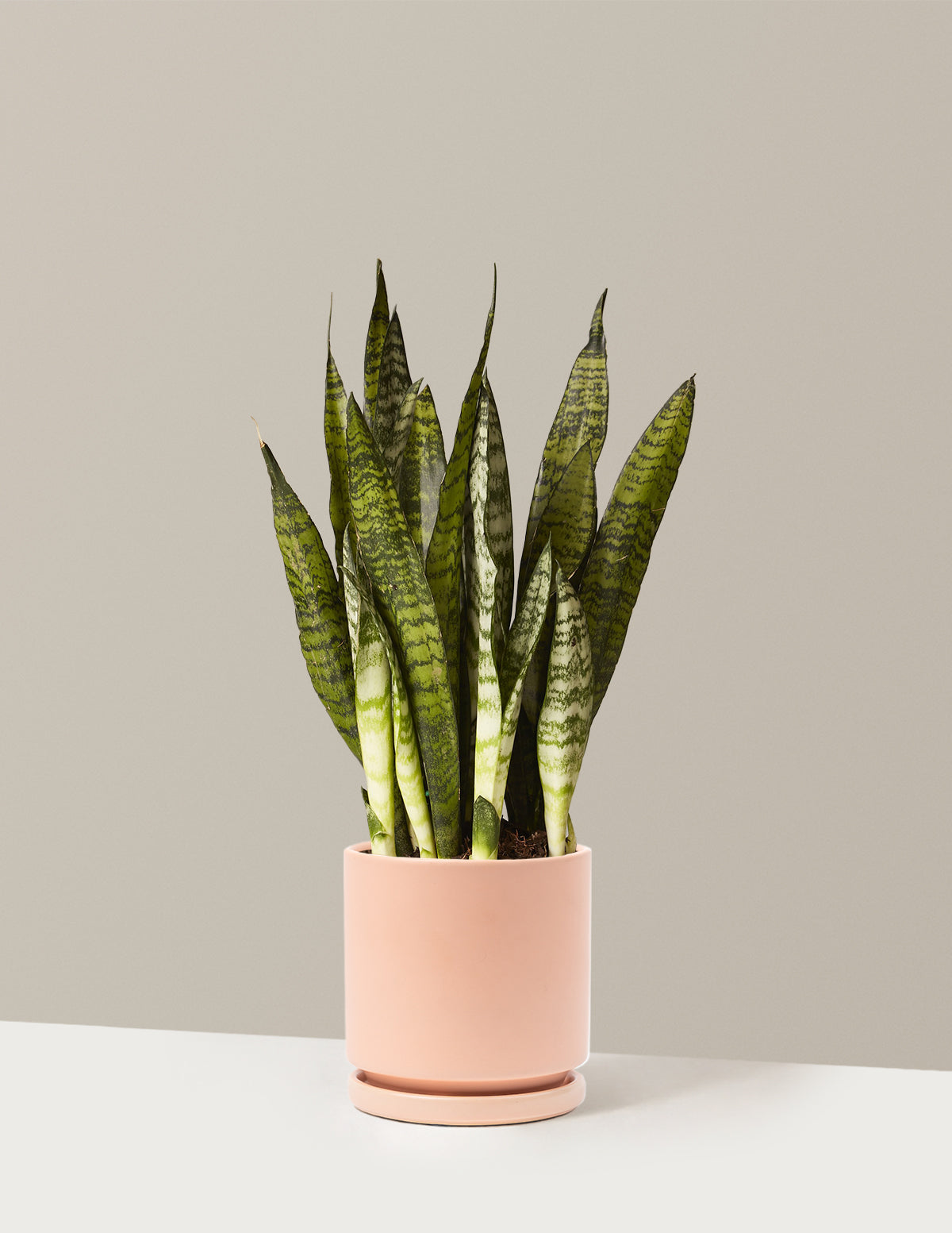 Paşa Kılıcı (Snake Plant) Zeylanica