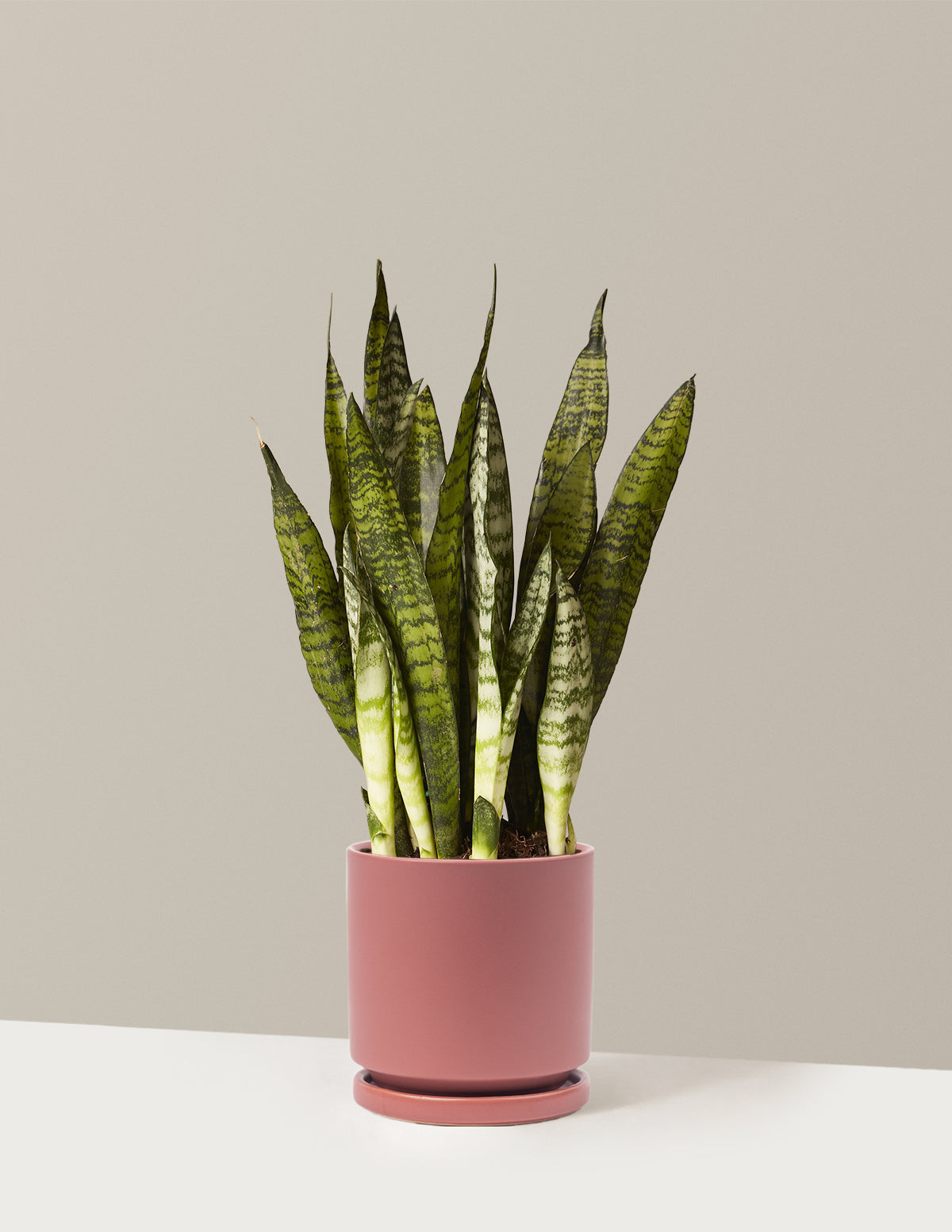 Paşa Kılıcı (Snake Plant) Zeylanica