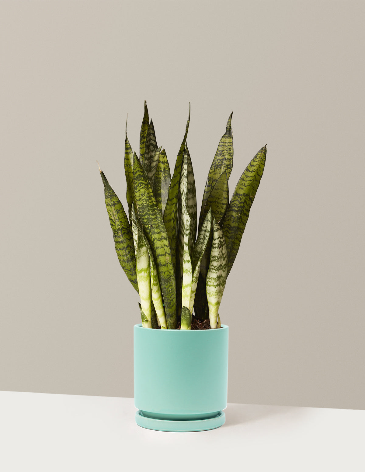 Paşa Kılıcı (Snake Plant) Zeylanica